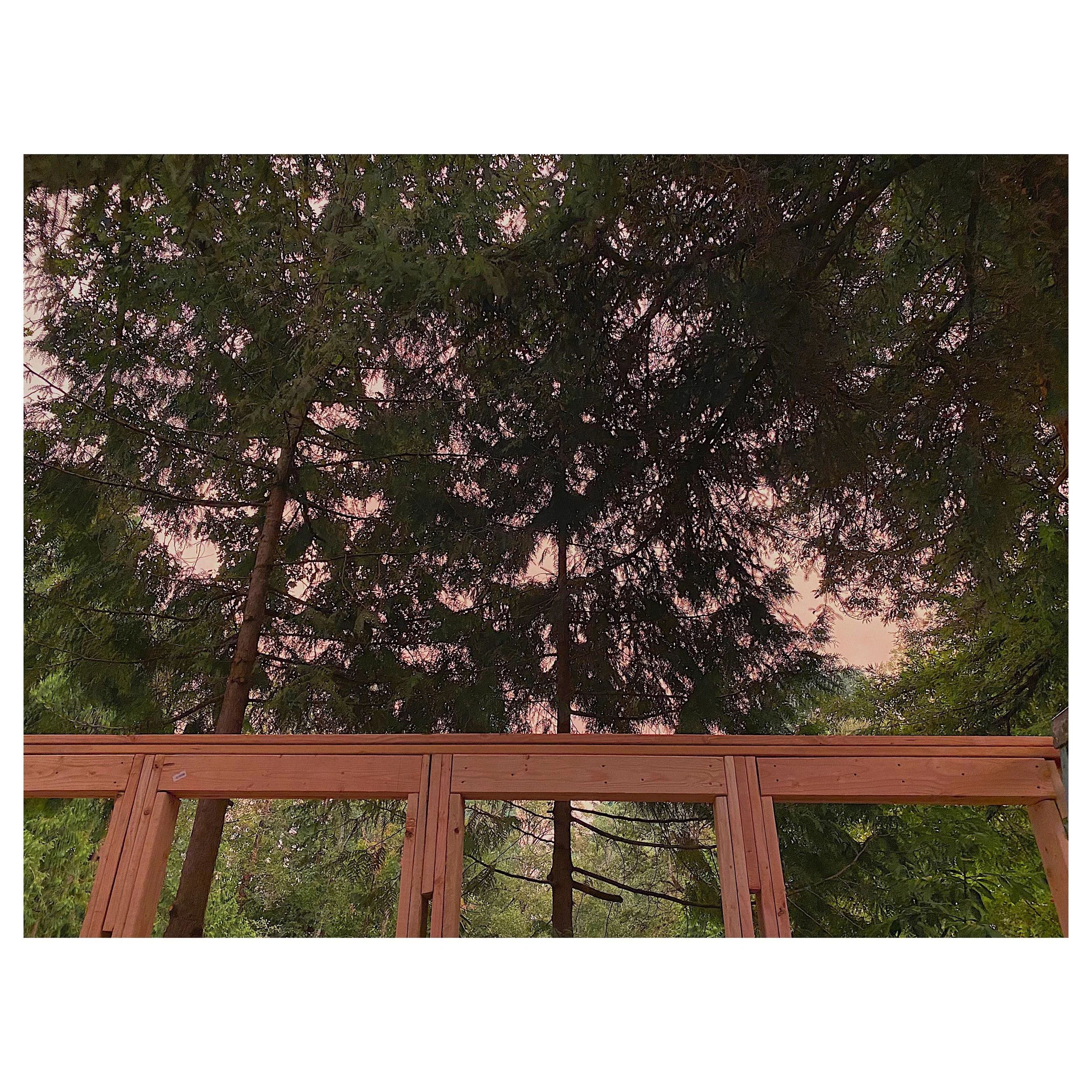 View of tall trees with dense foliage behind a wooden railing, possibly during sunset.