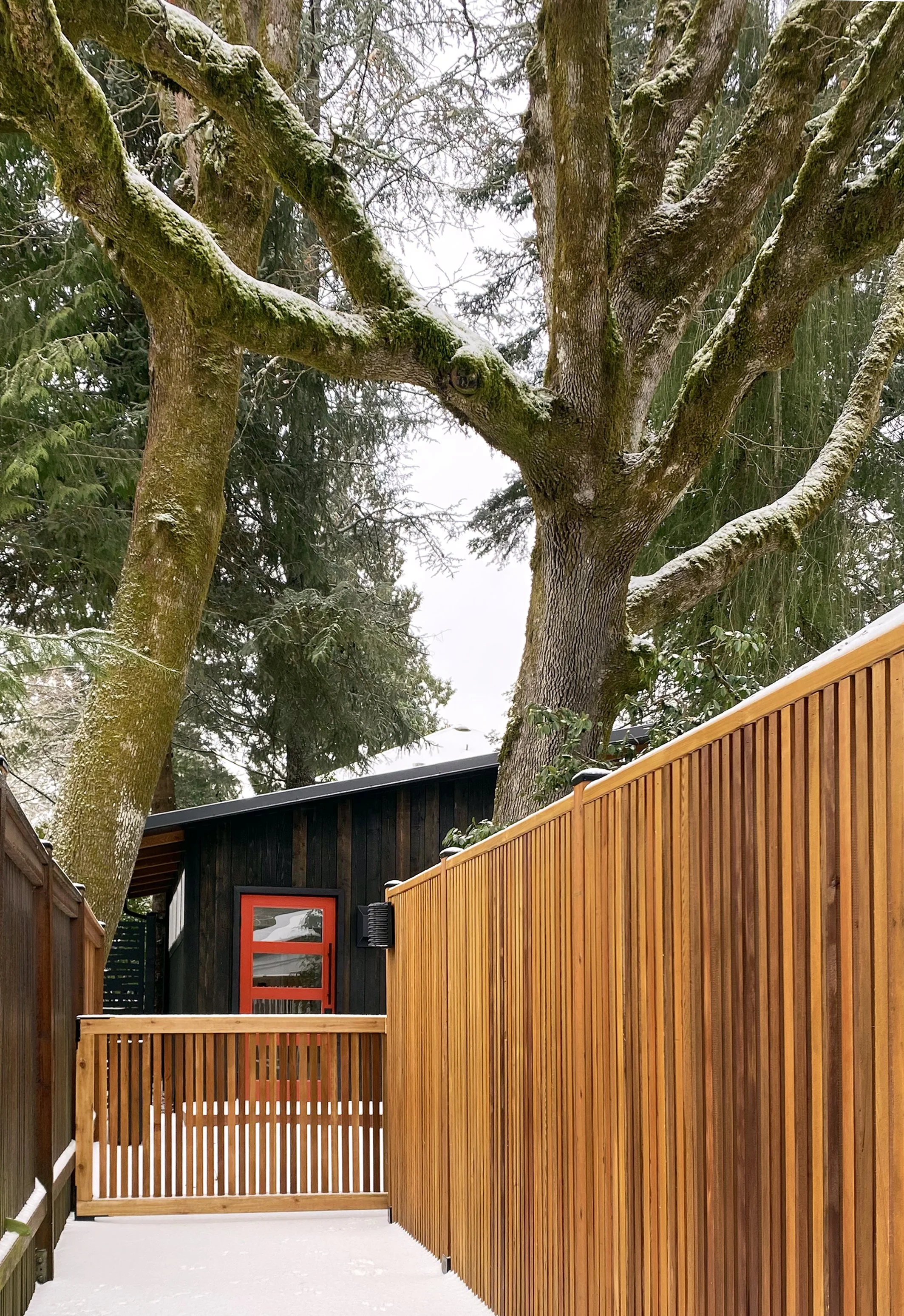 A snow-covered backyard with a wooden fence, large moss-covered trees, and a black shed with a red-framed window.