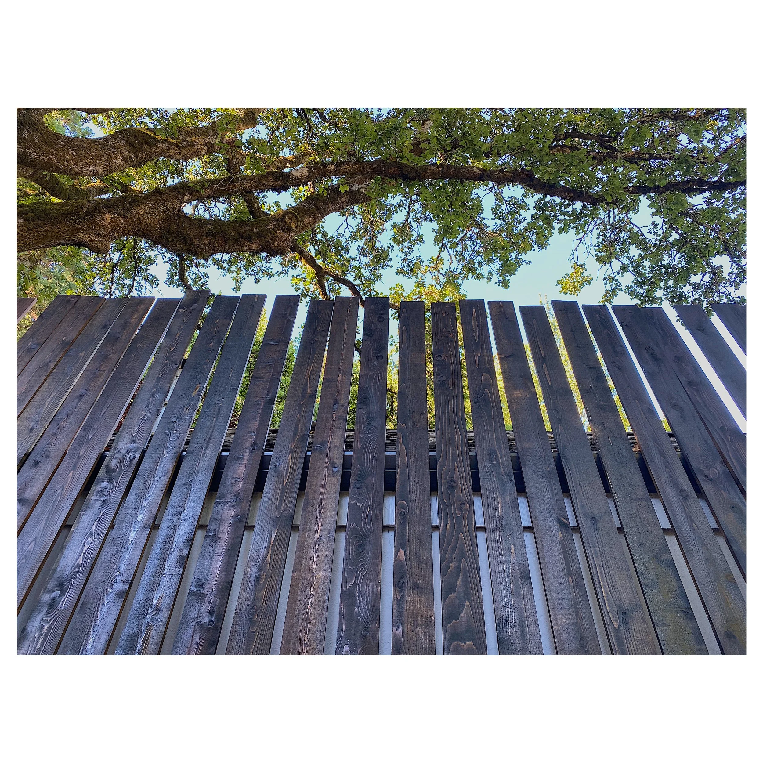 View looking up at a tree with green leaves over a wooden fence with vertical slats.