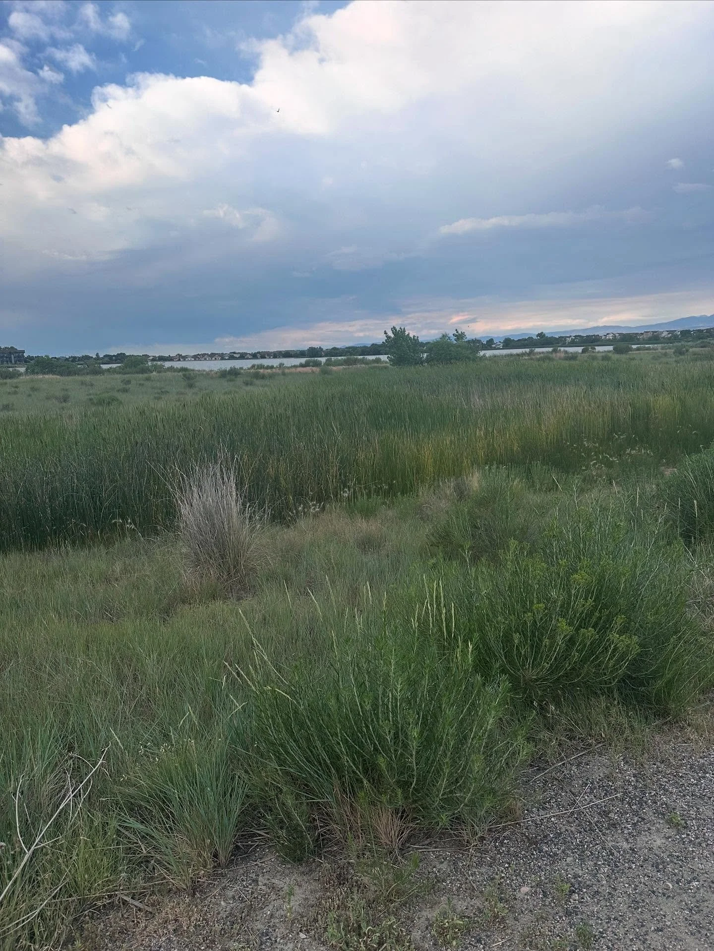 🧶 My view on my morning walk into work. Lovely! Birds chirping. Breeze blowing. Water on the lake lapping against the shore. If it was smell-o-vision, you&rsquo;d get a nice whiff of cow. Some say ew. Some say it smells like money. I say it smells l