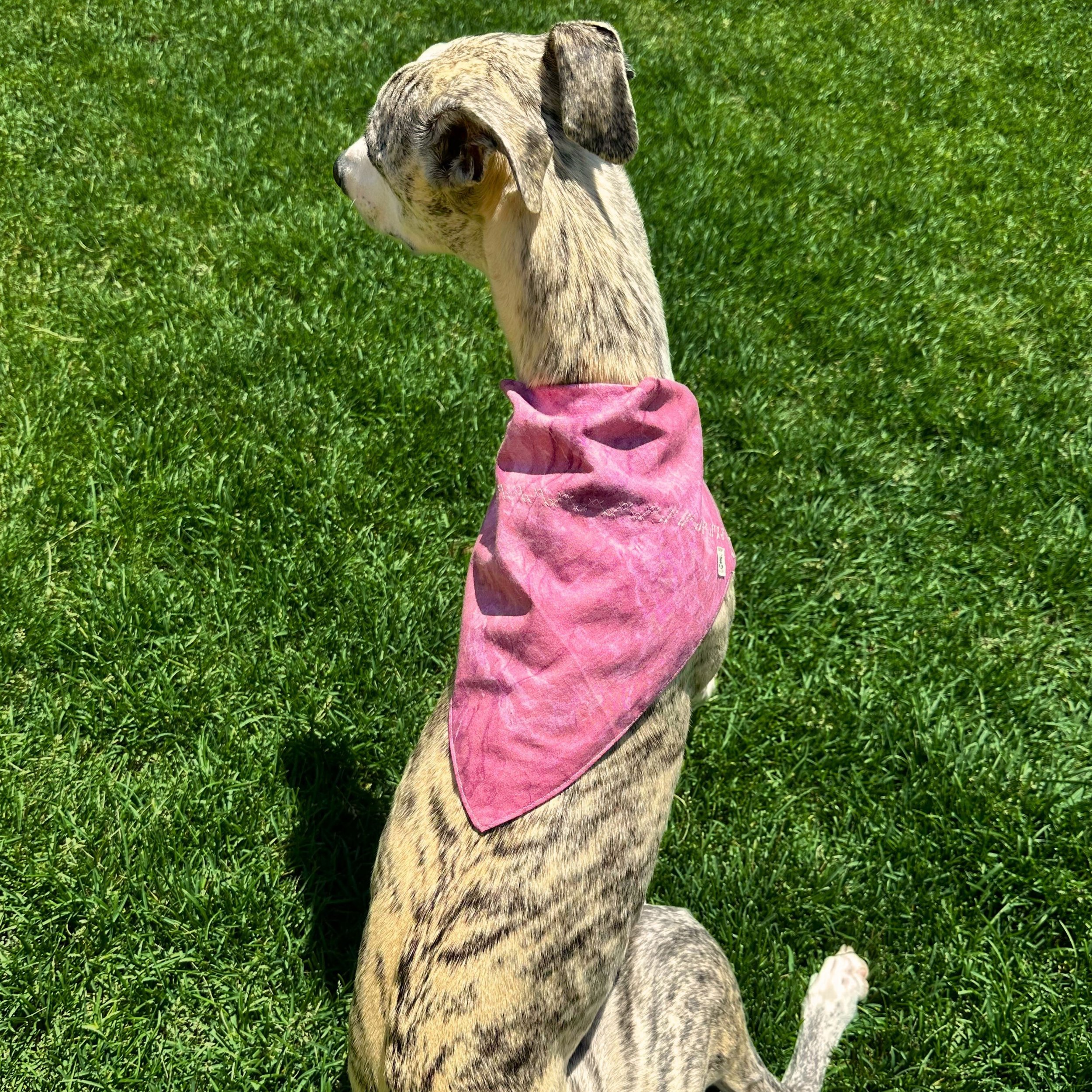 walter in a bandana.jpg