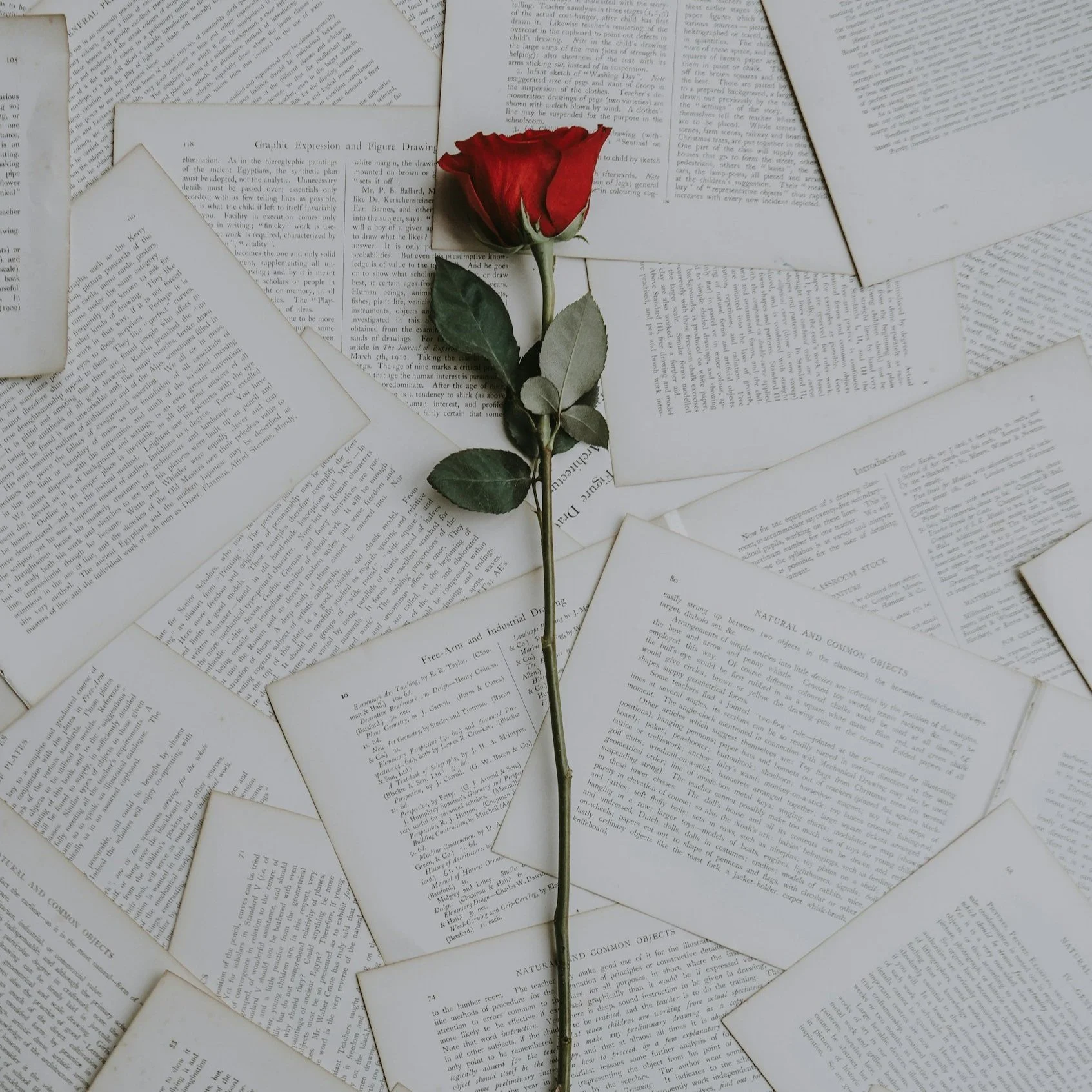a single rose stem atop lots of pages from books