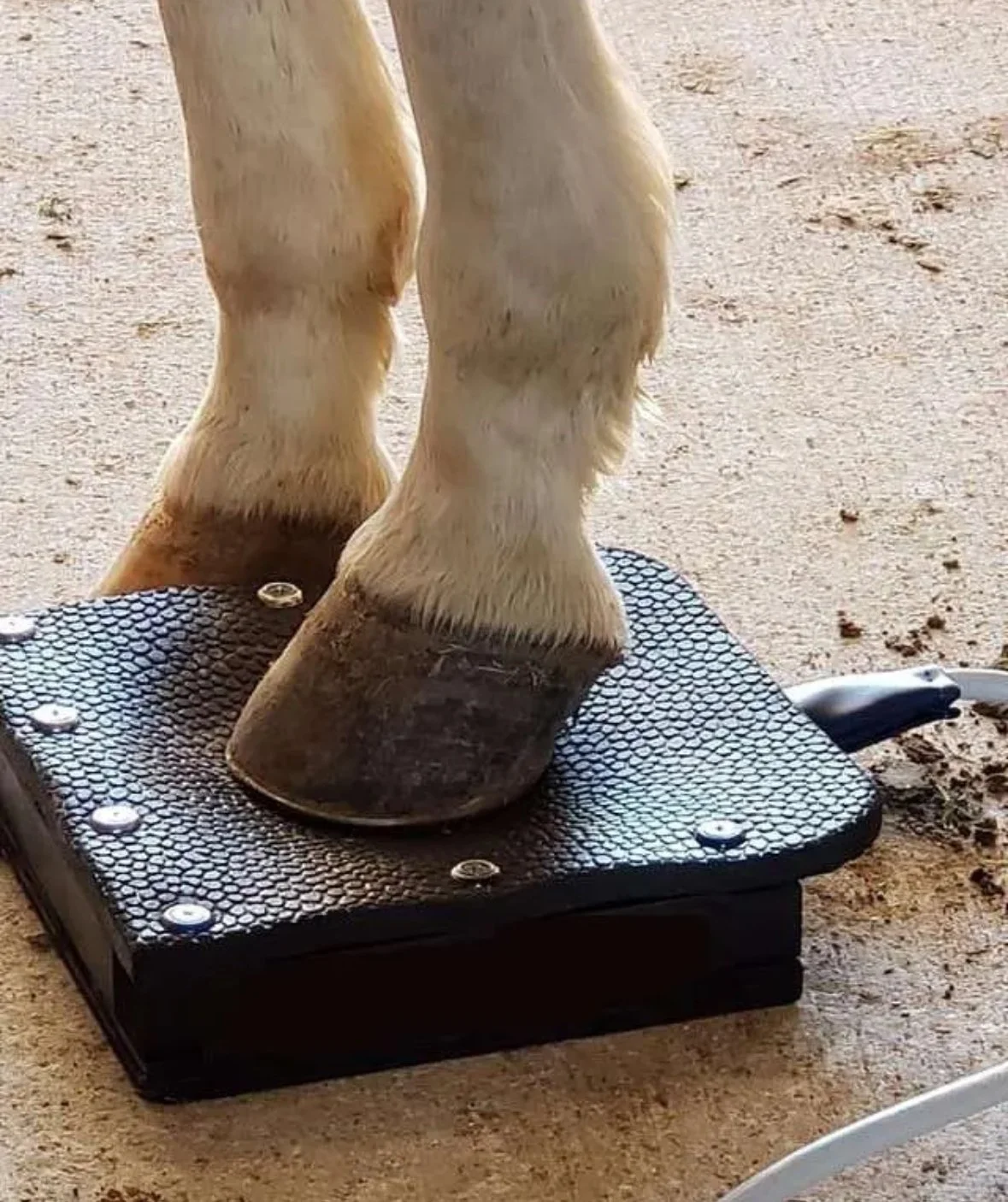 PEMF single hoof box