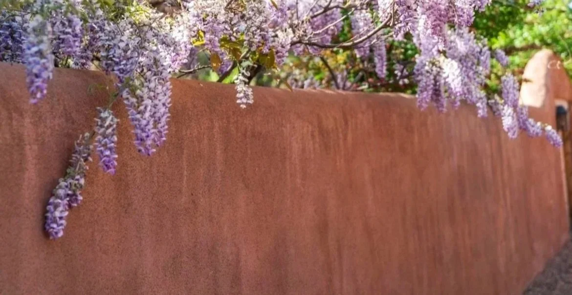 Purple flowering wisteria hanging over a red brick wall.