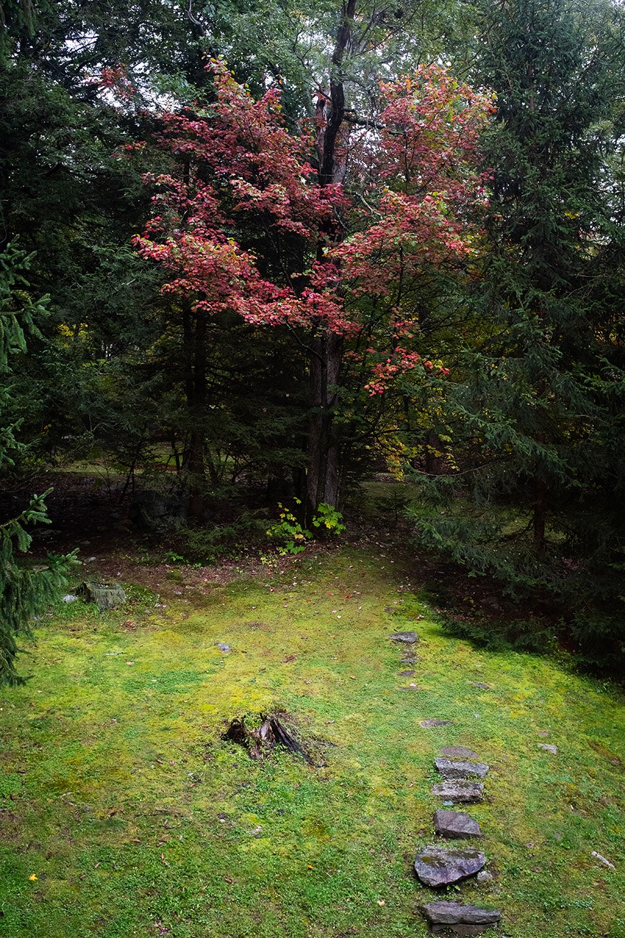 Backyard woods (small) .jpg