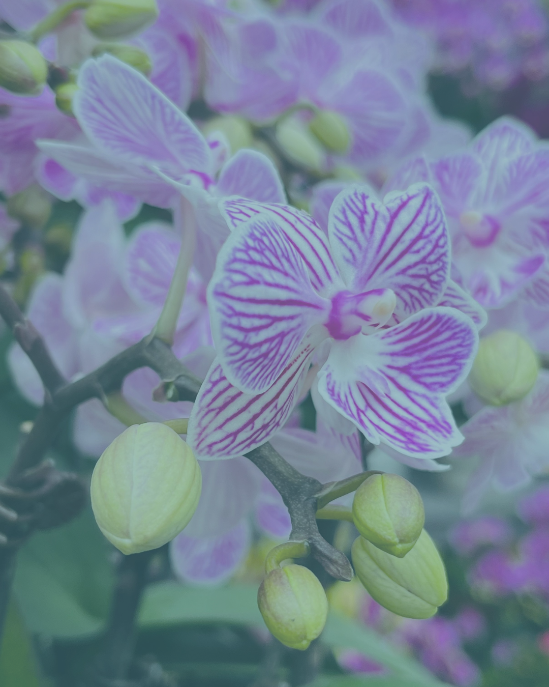 S2E1: Mother Nature Is a Feminist