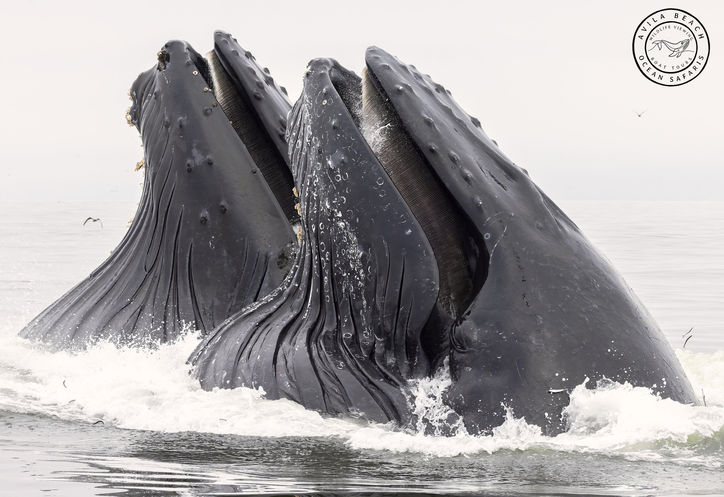 humpback whales feeding in Avila Beach