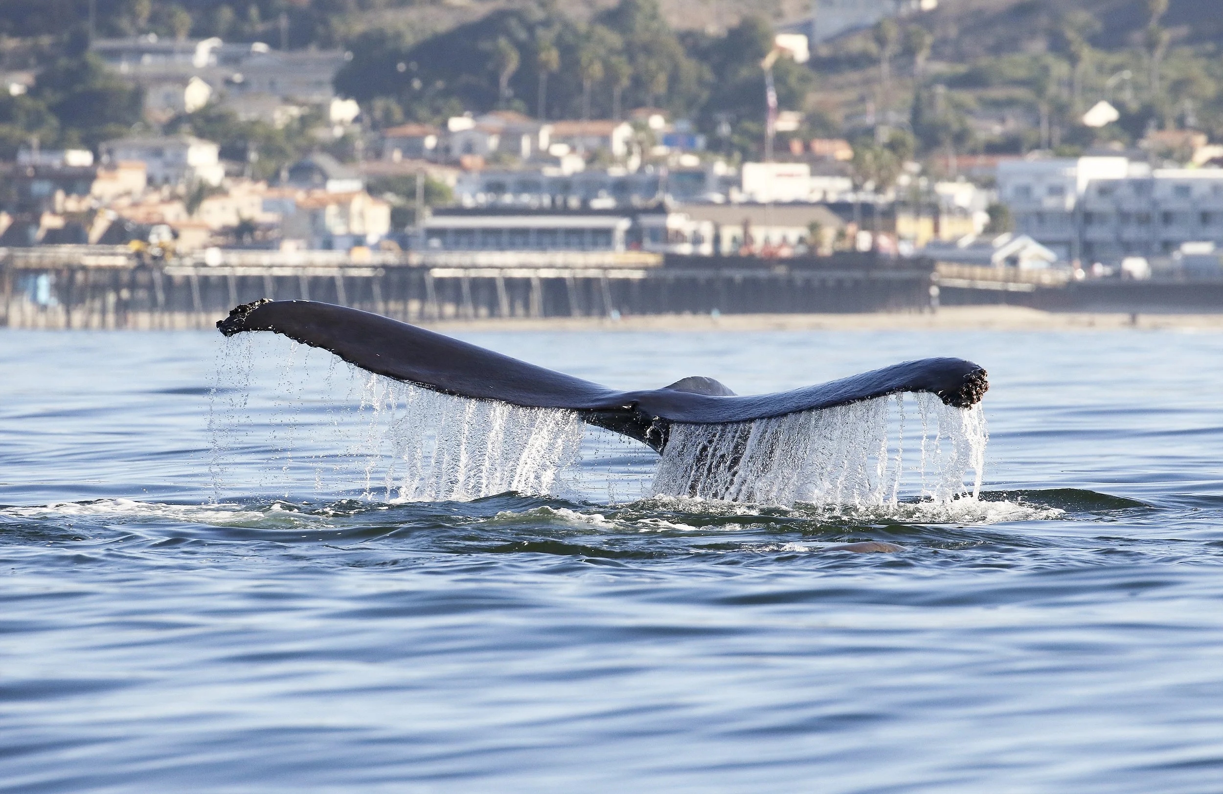 Pismo Beach whale watching zodiac tours