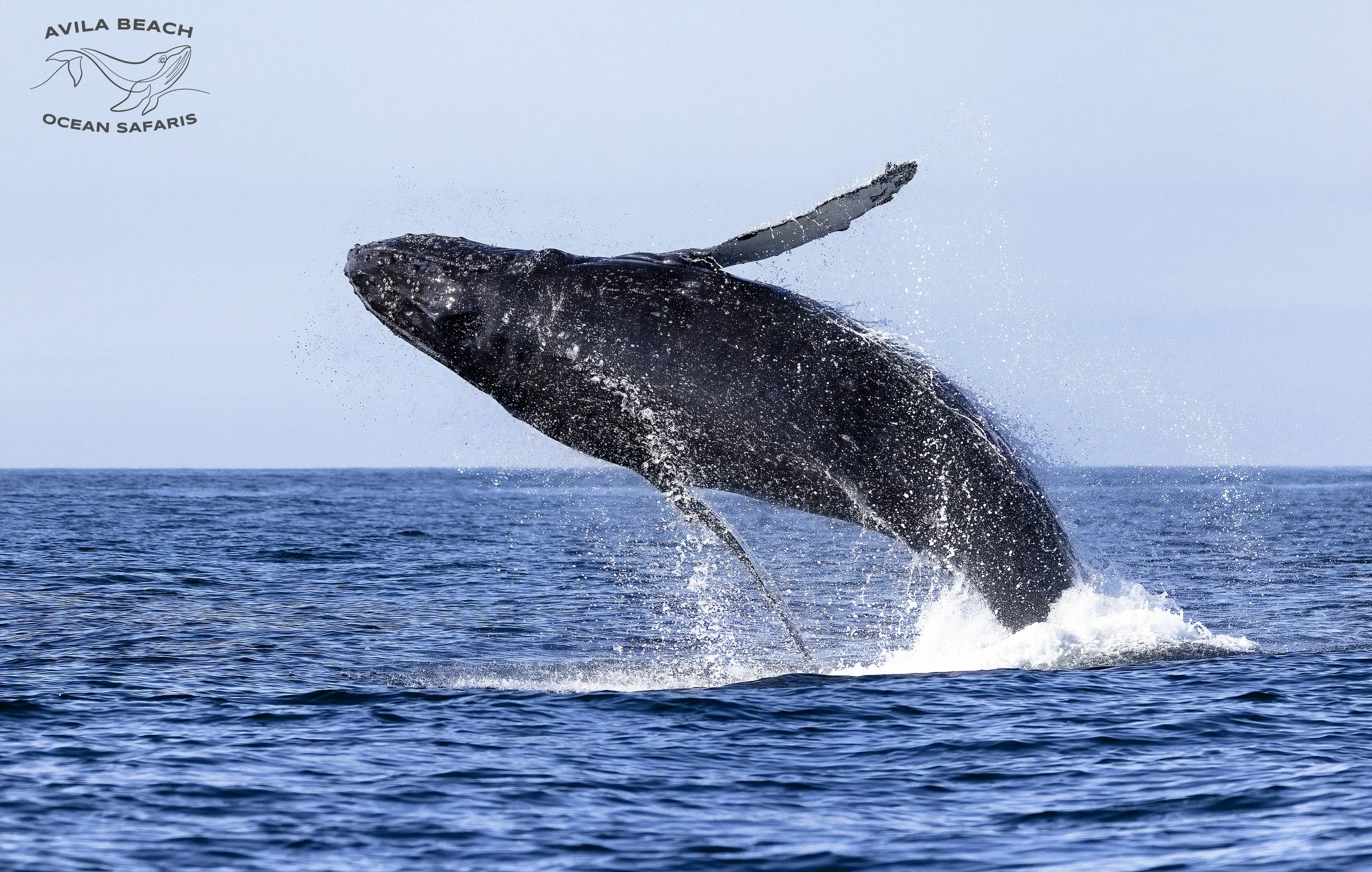 Best Time To See Whales in Pismo Beach and Avila Beach|Whale Watching Guide For the Central Coast