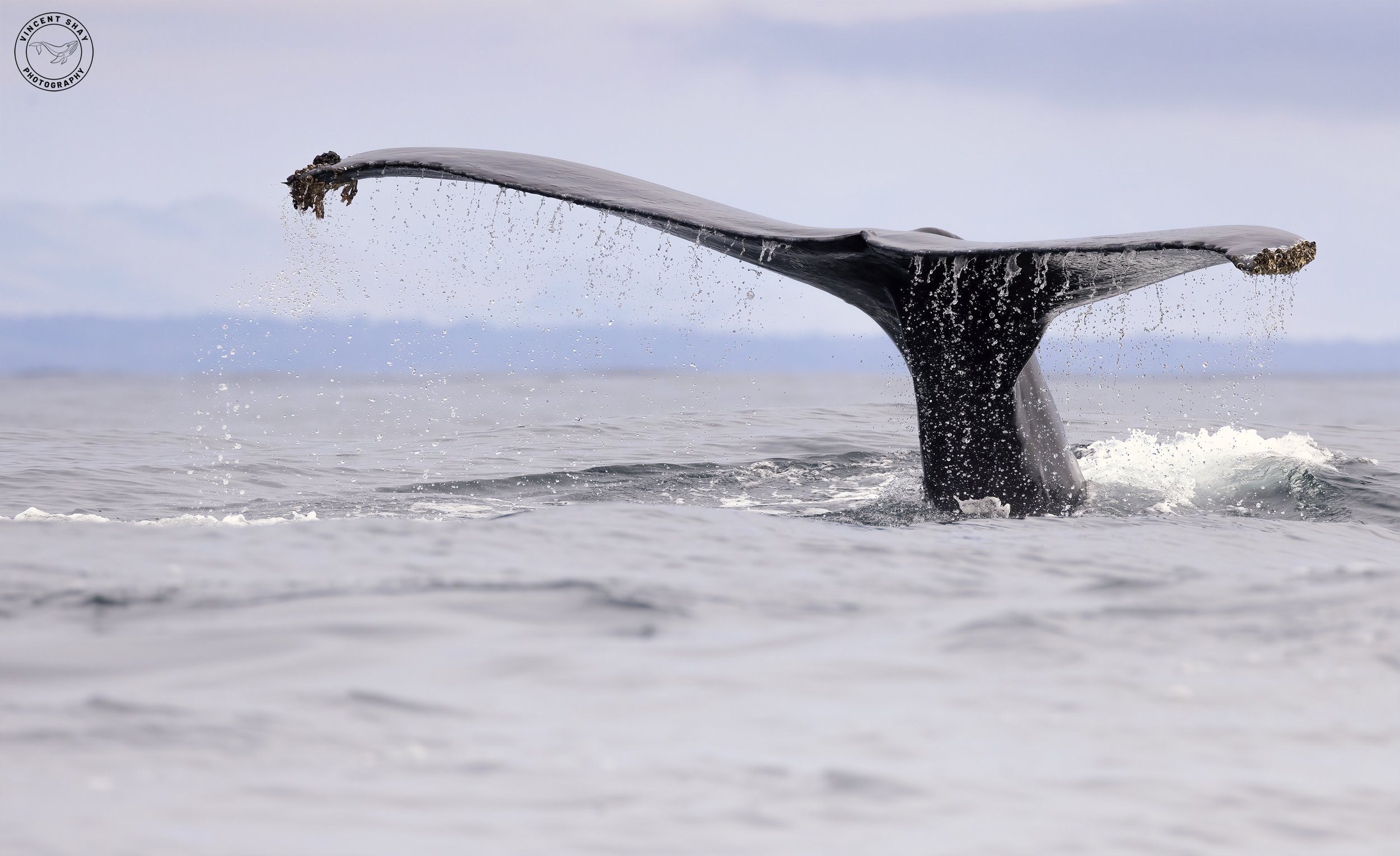 Pismo Beach Whale Watching