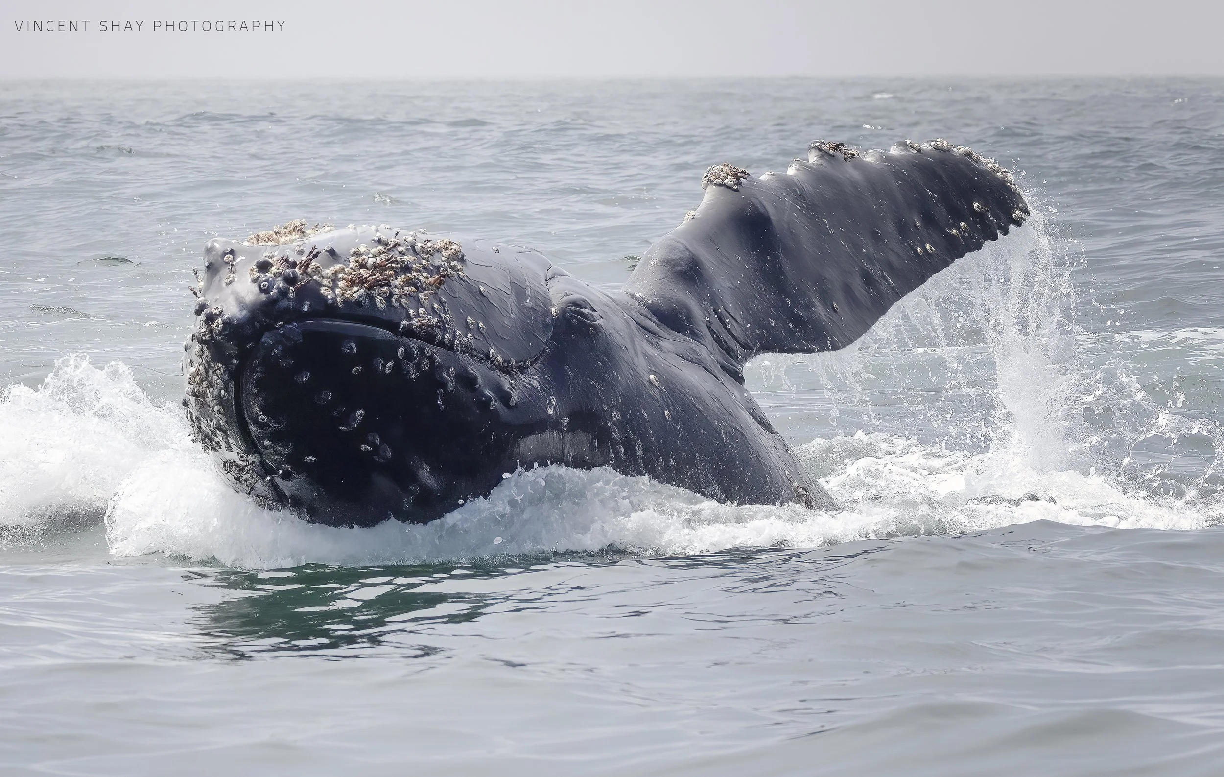 Avila Beach whale watching breaching whale