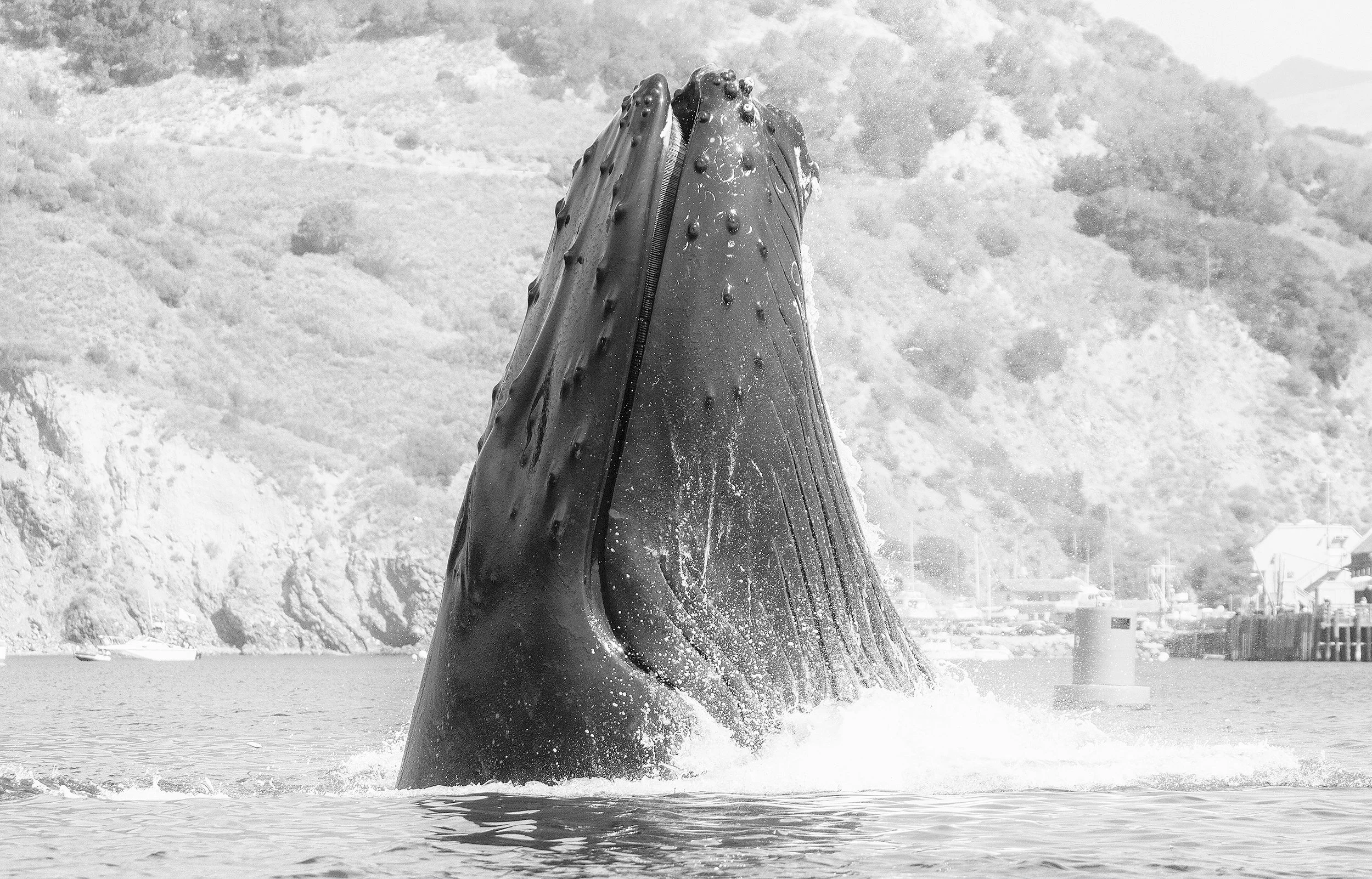 avila beach whale watching, pismo beach whale watching, central coast whale watching