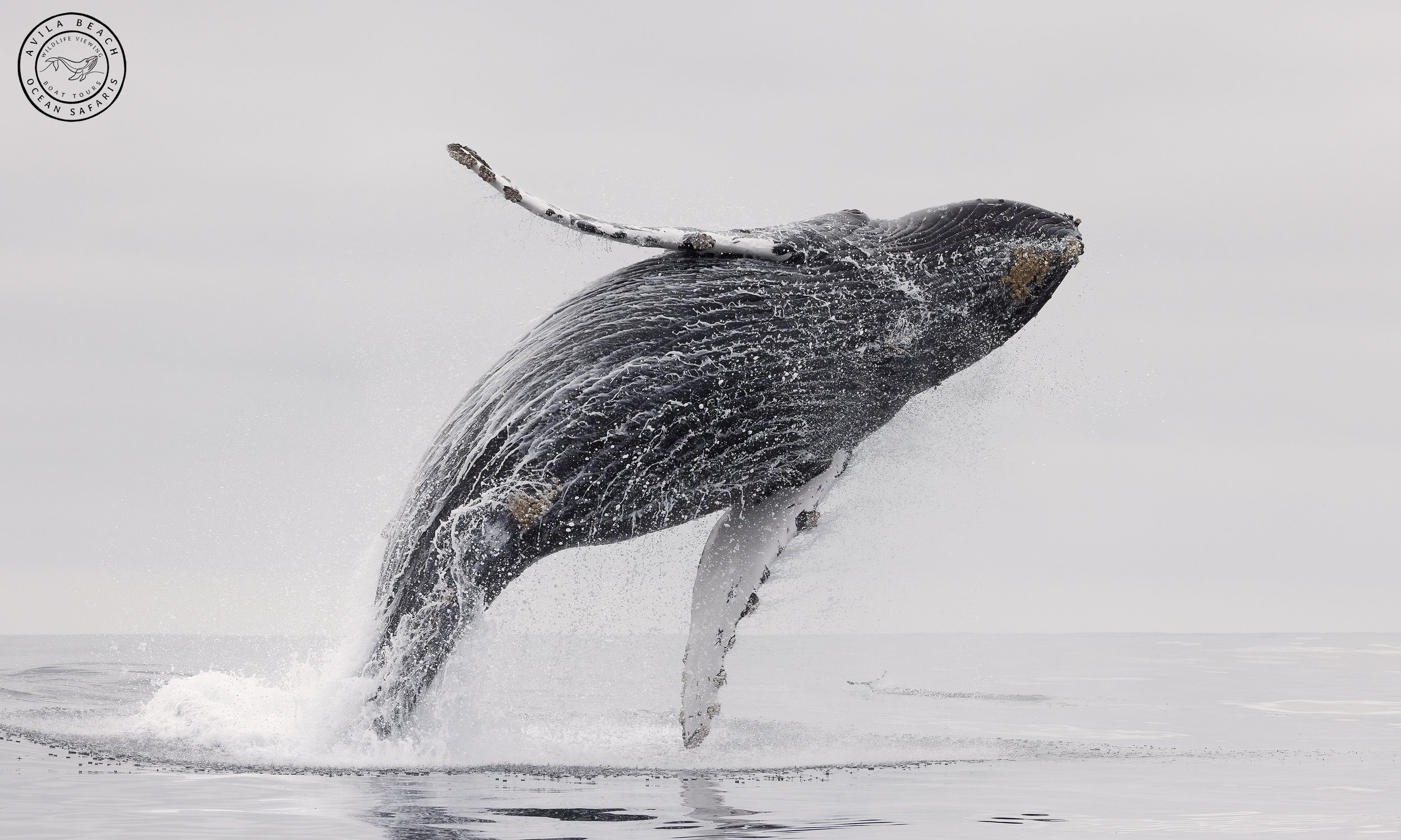 Pismo Beach whale watching breach