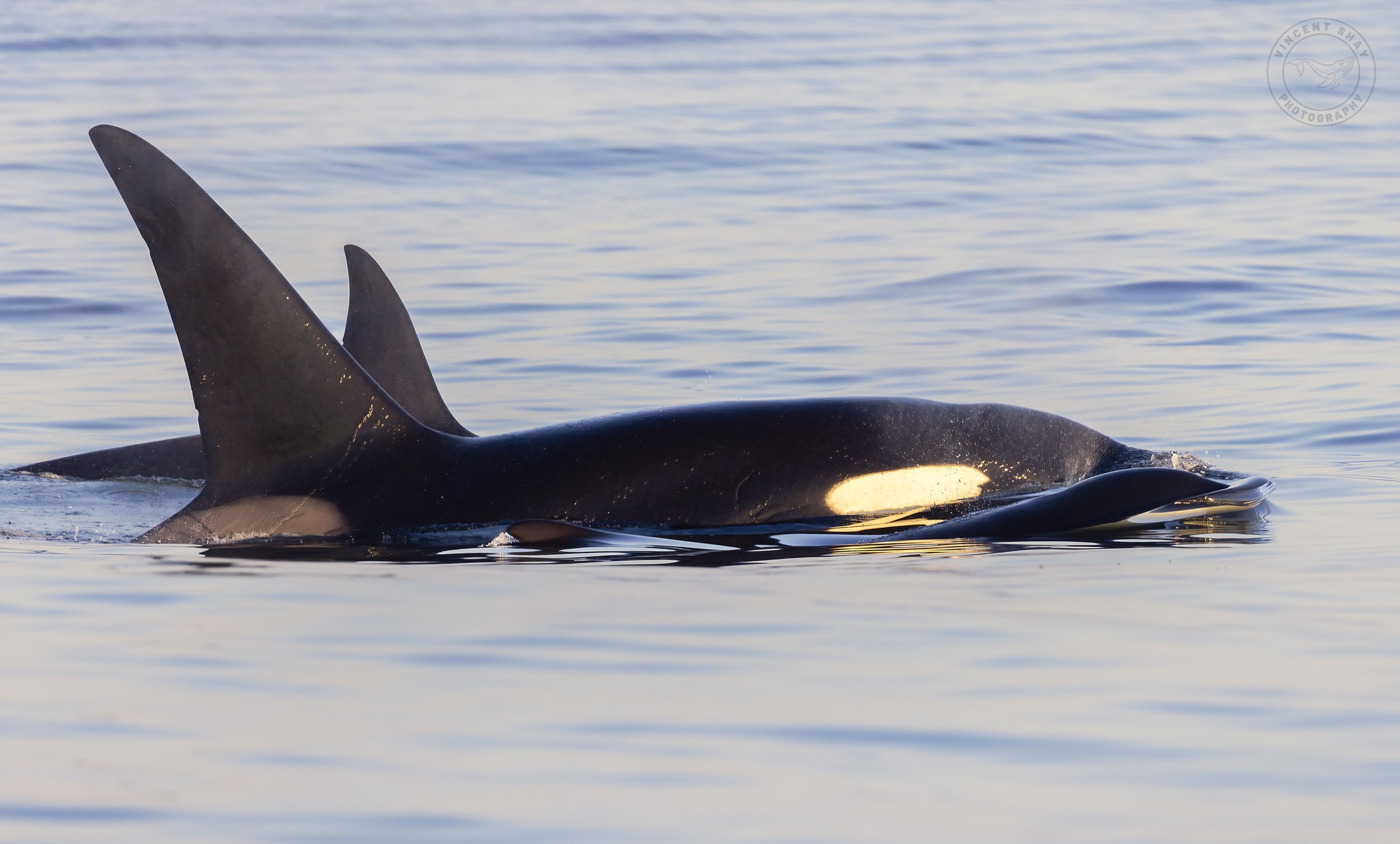 central coast wildlife boat tours orca family
