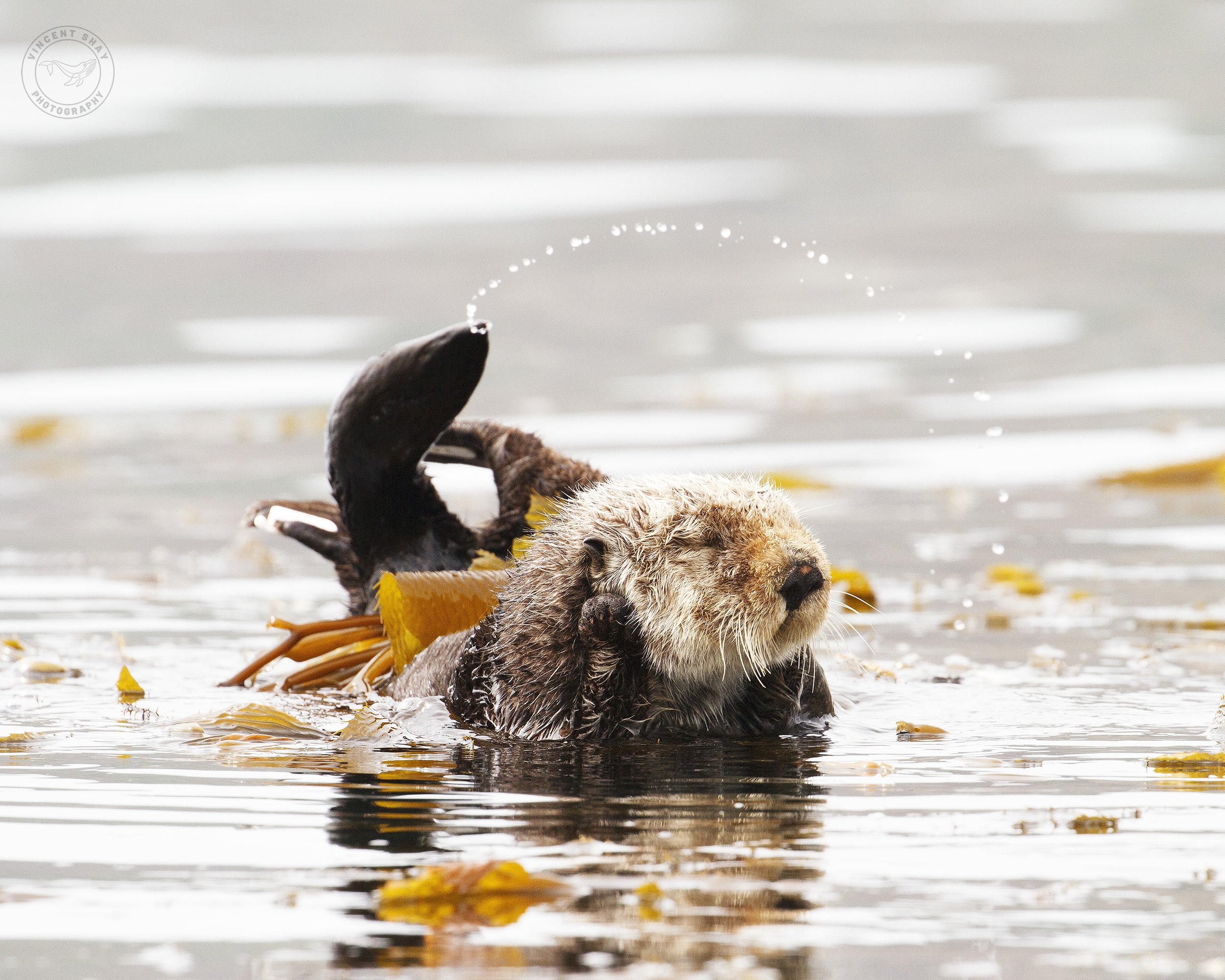 central coast boat tour sea otter