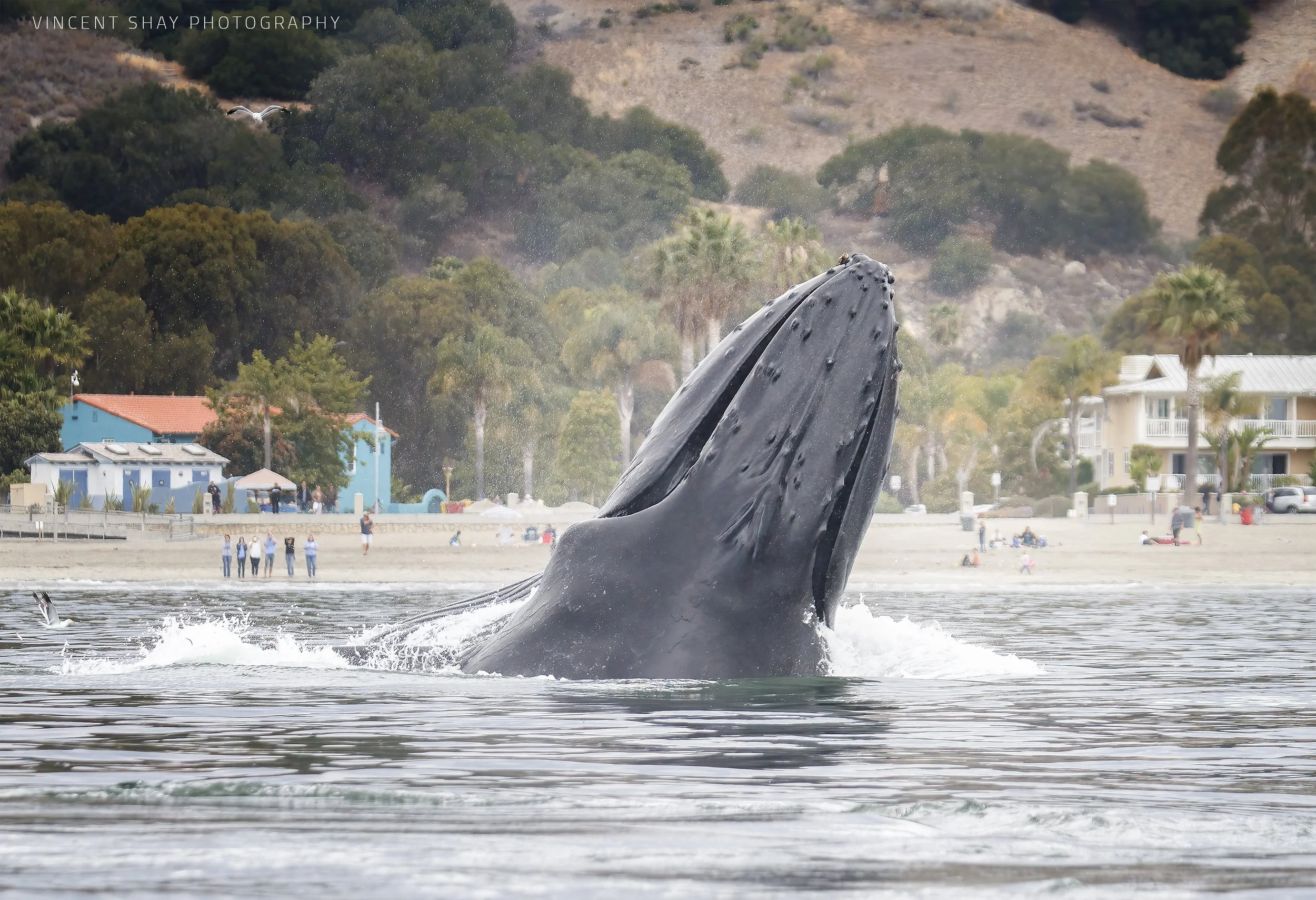 Avila Beach whale watching zodiac tours