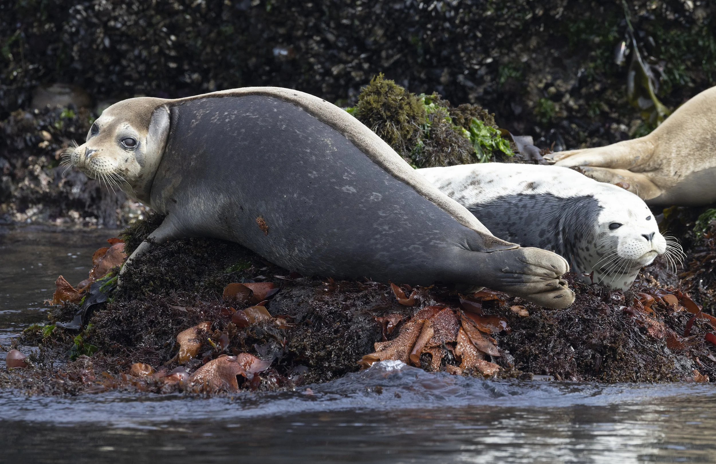 Central Coast wildlife viewing harbor seals