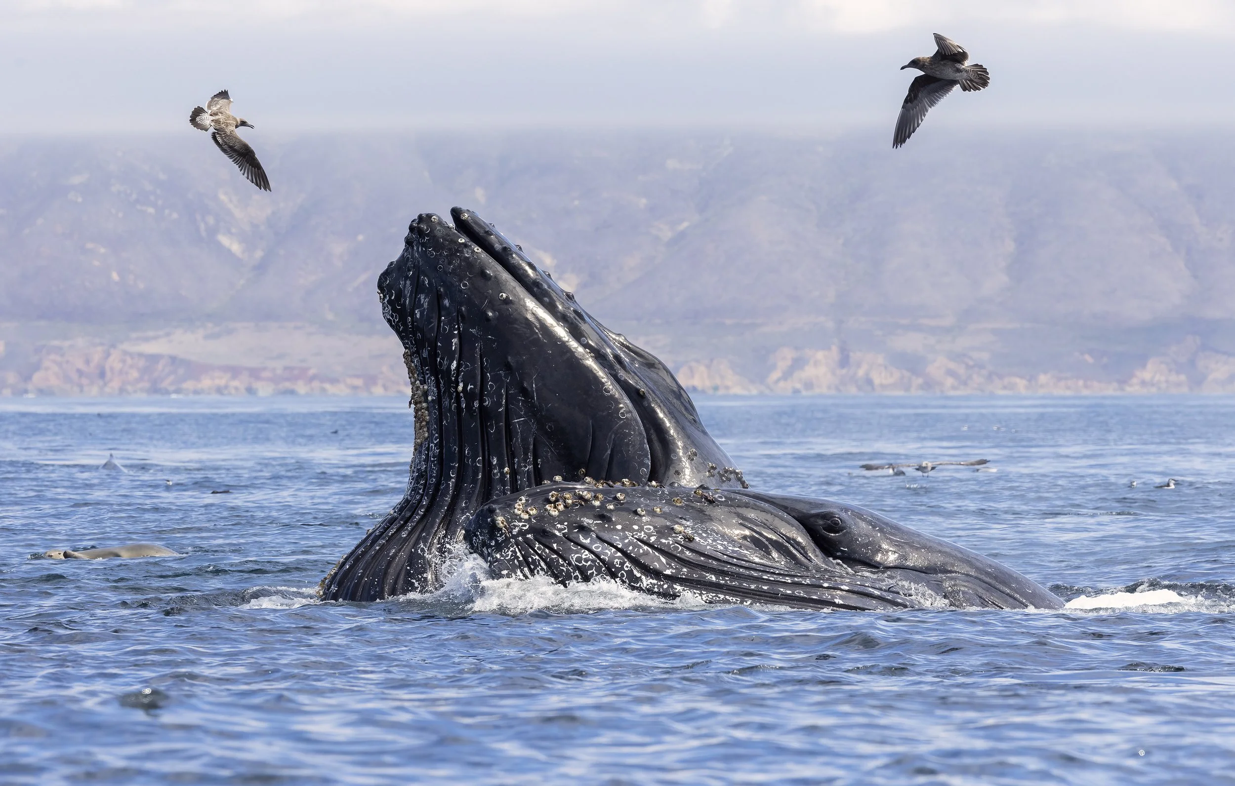 A humpback whale breaching water with its mouth open, surrounded by seagulls, in a ocean scene with distant mountains.