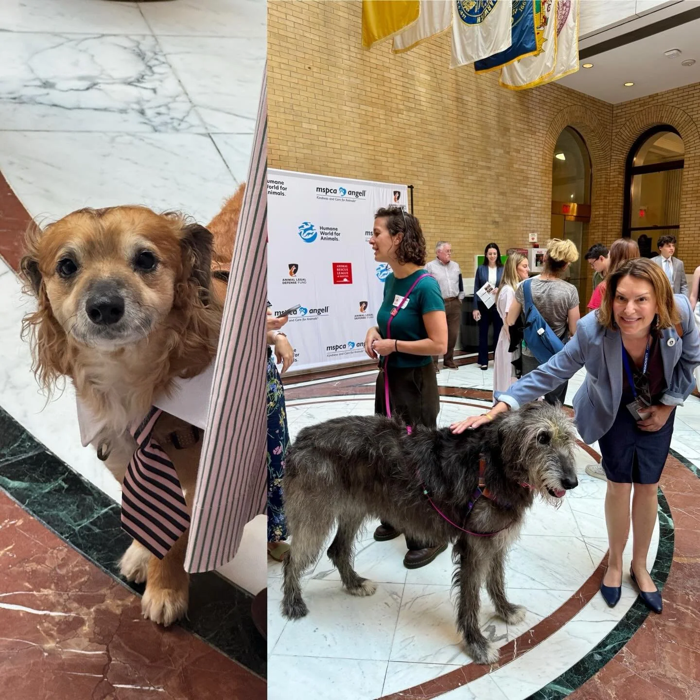 Lobby for Animals day at the State House was a treat! Animal advocates gathered to support policies that benefit our furry friends, and visitors Tiki and Chicken were the highlight of the day! 🐶🐕🐾🦴