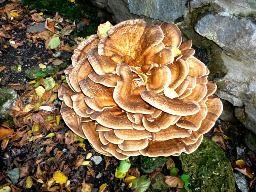 maitake mushroom.jpg