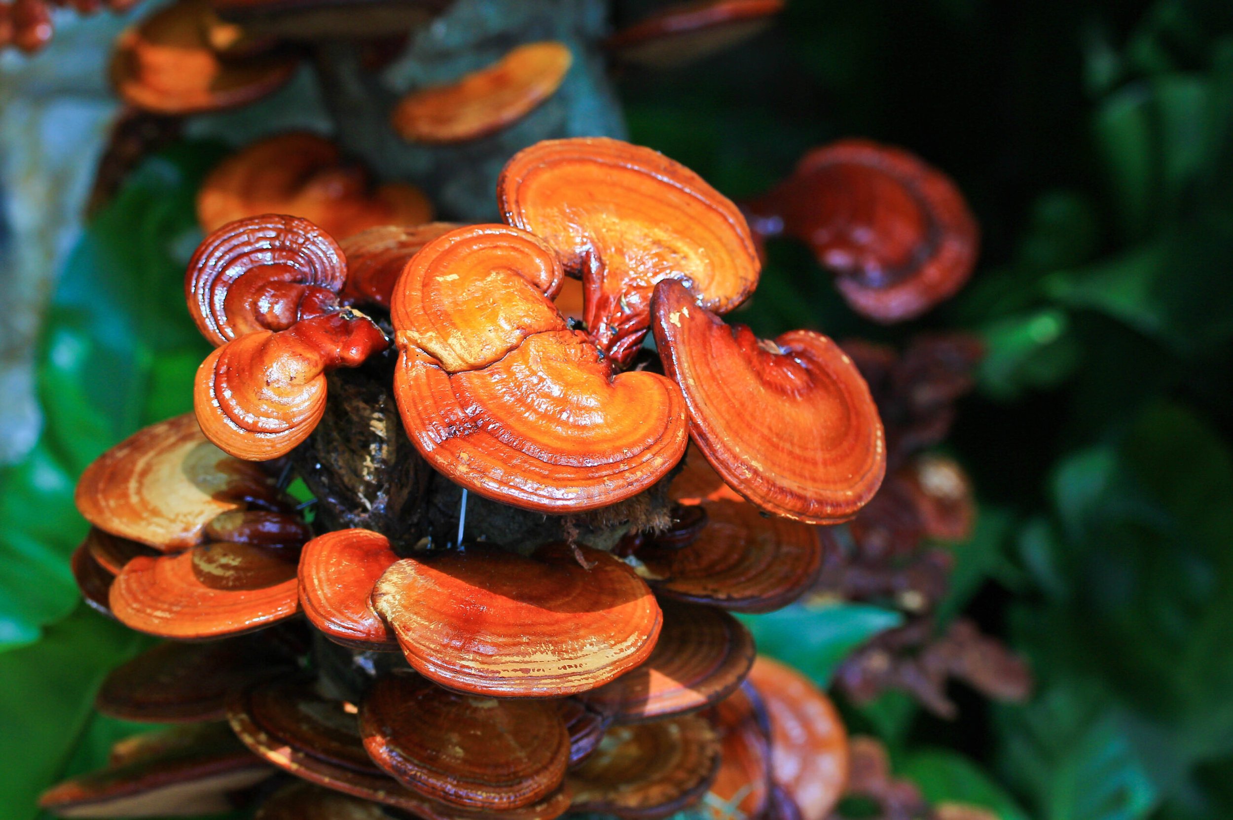 Reishi-scaled.jpg