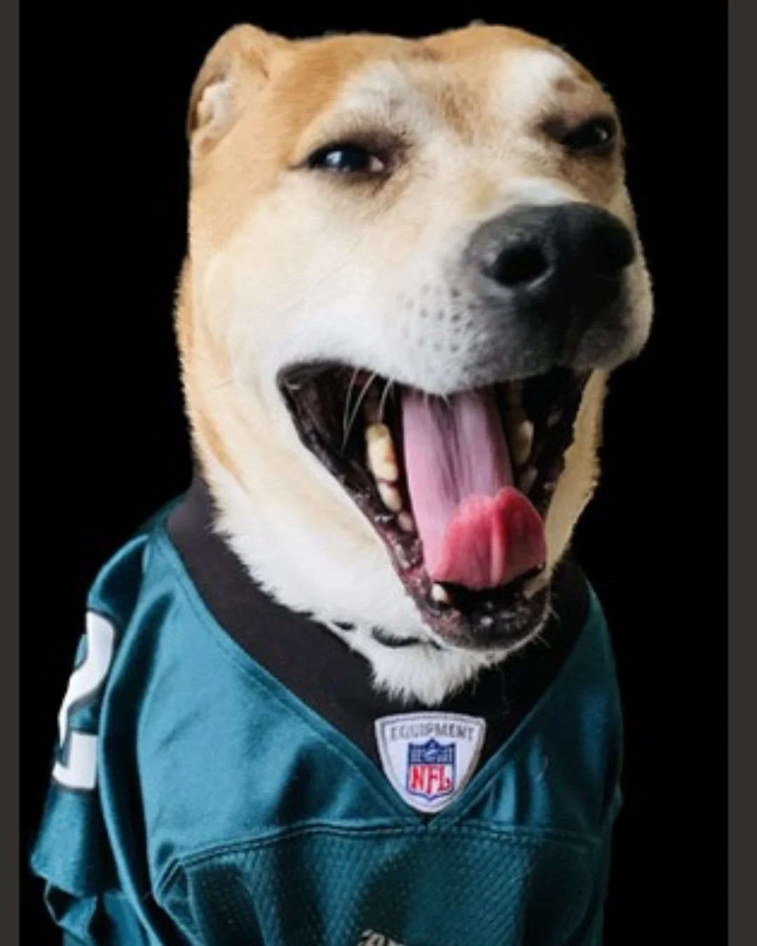 Meet Sonny, our October Pet of the Month at Village at Windermere!🐾 With a heart full of adventure and a tail full of happiness, Sonny is spreading good vibes all month long and is always ready for game day! ☀️ Congratulations Sonny!

If you want yo