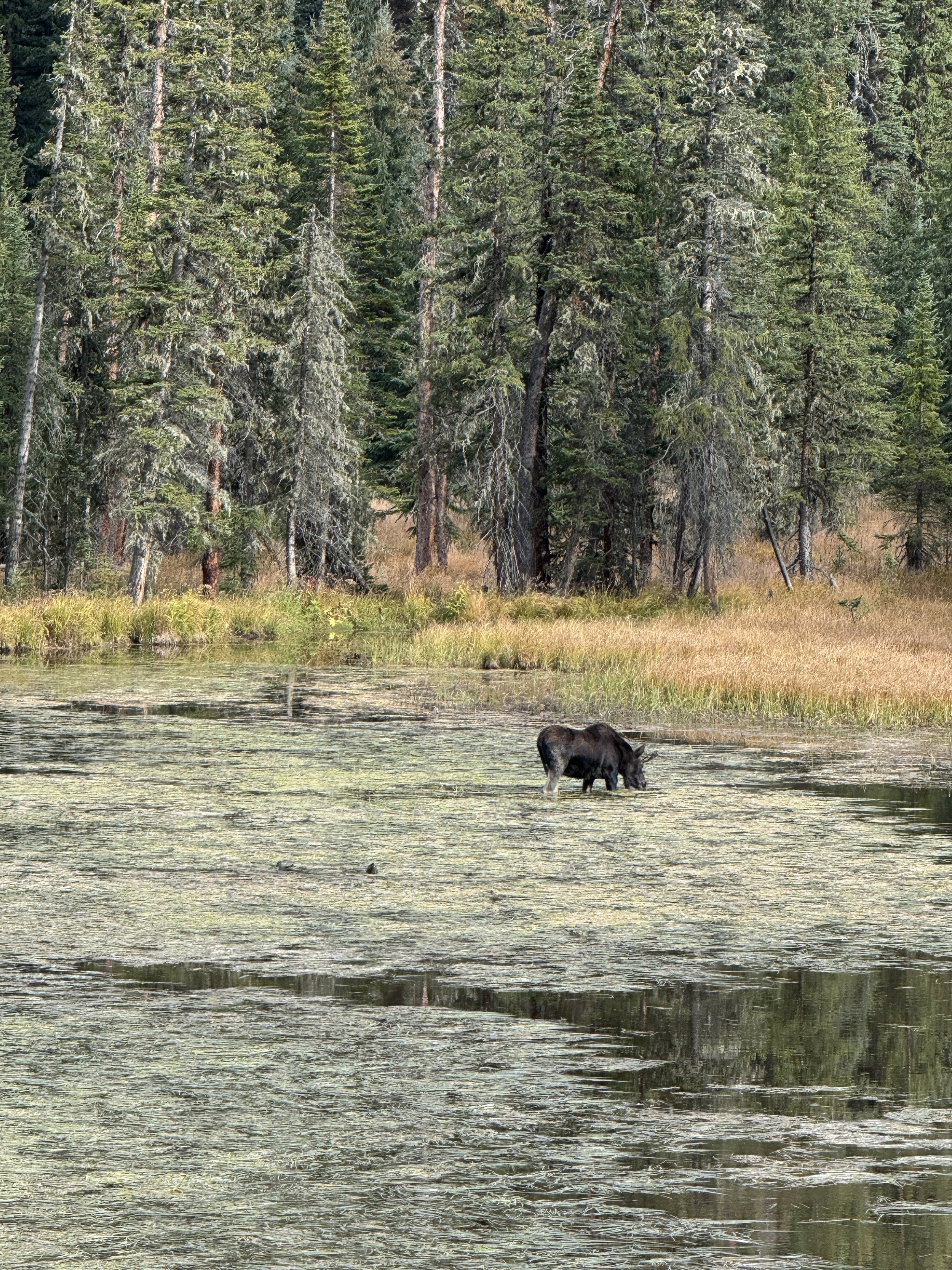 Larkspur 2024 moose.JPG