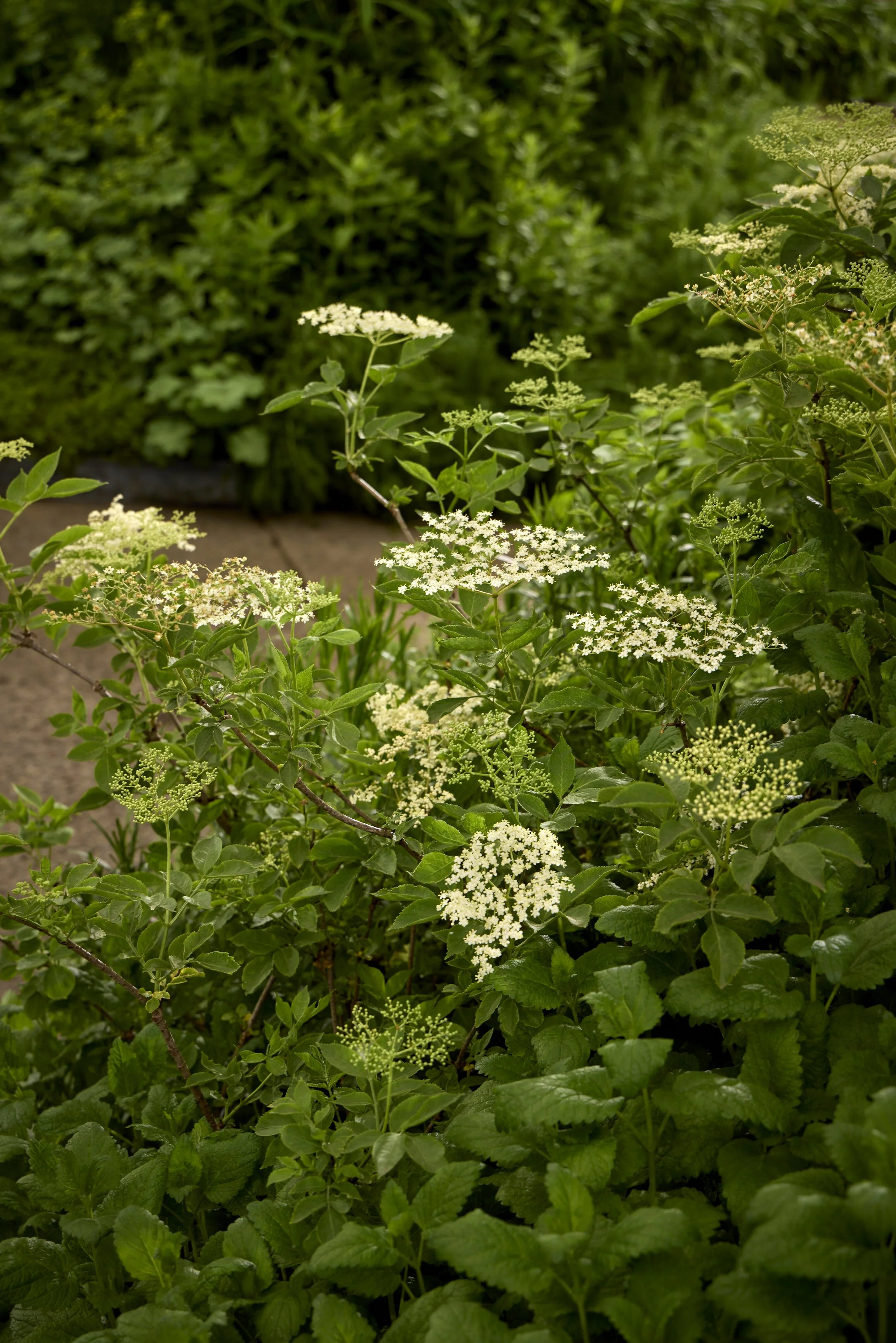 Monument-Feature-Garden-_T2_6377.jpg