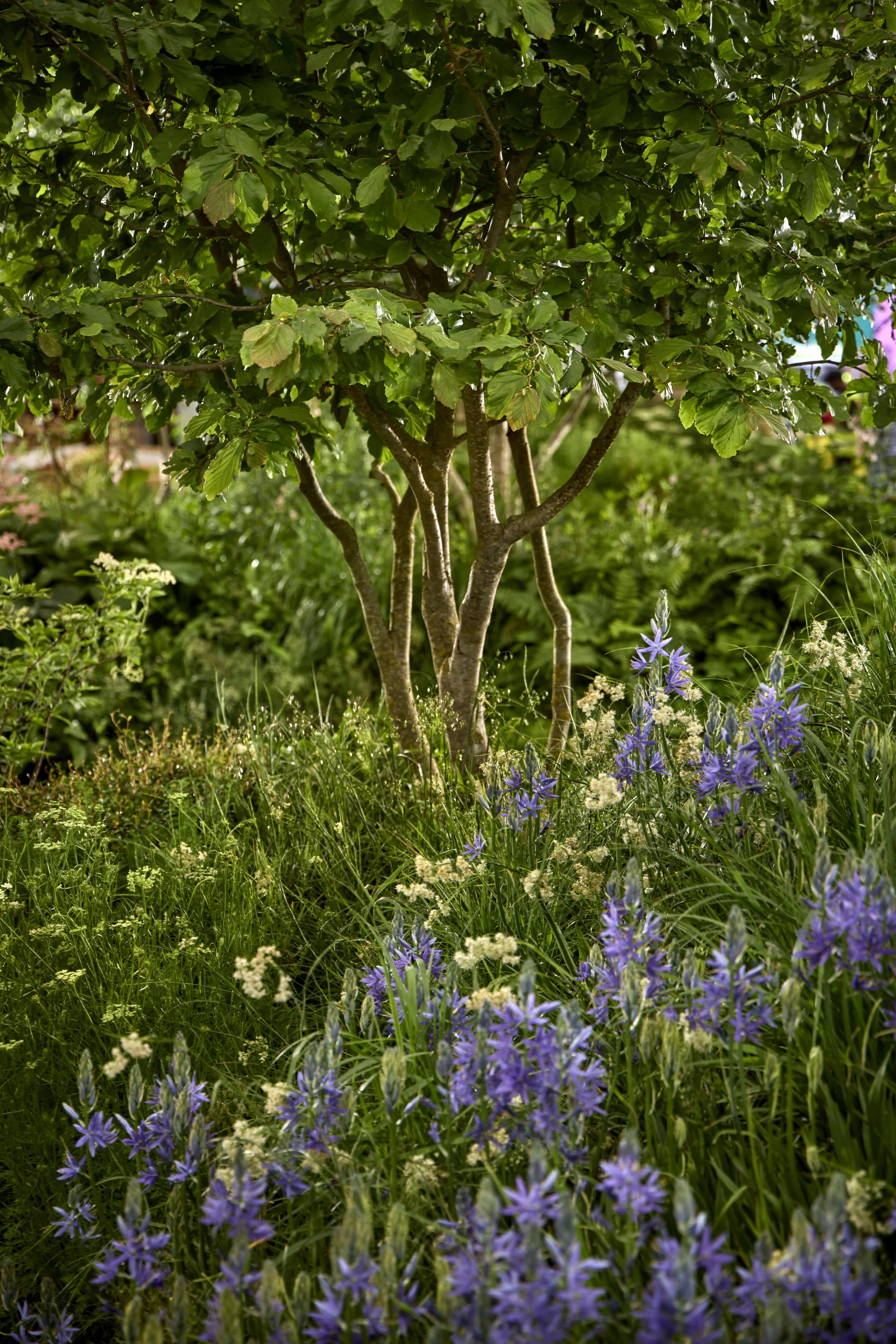 Monument-Feature-Garden-_T2_6428.jpg