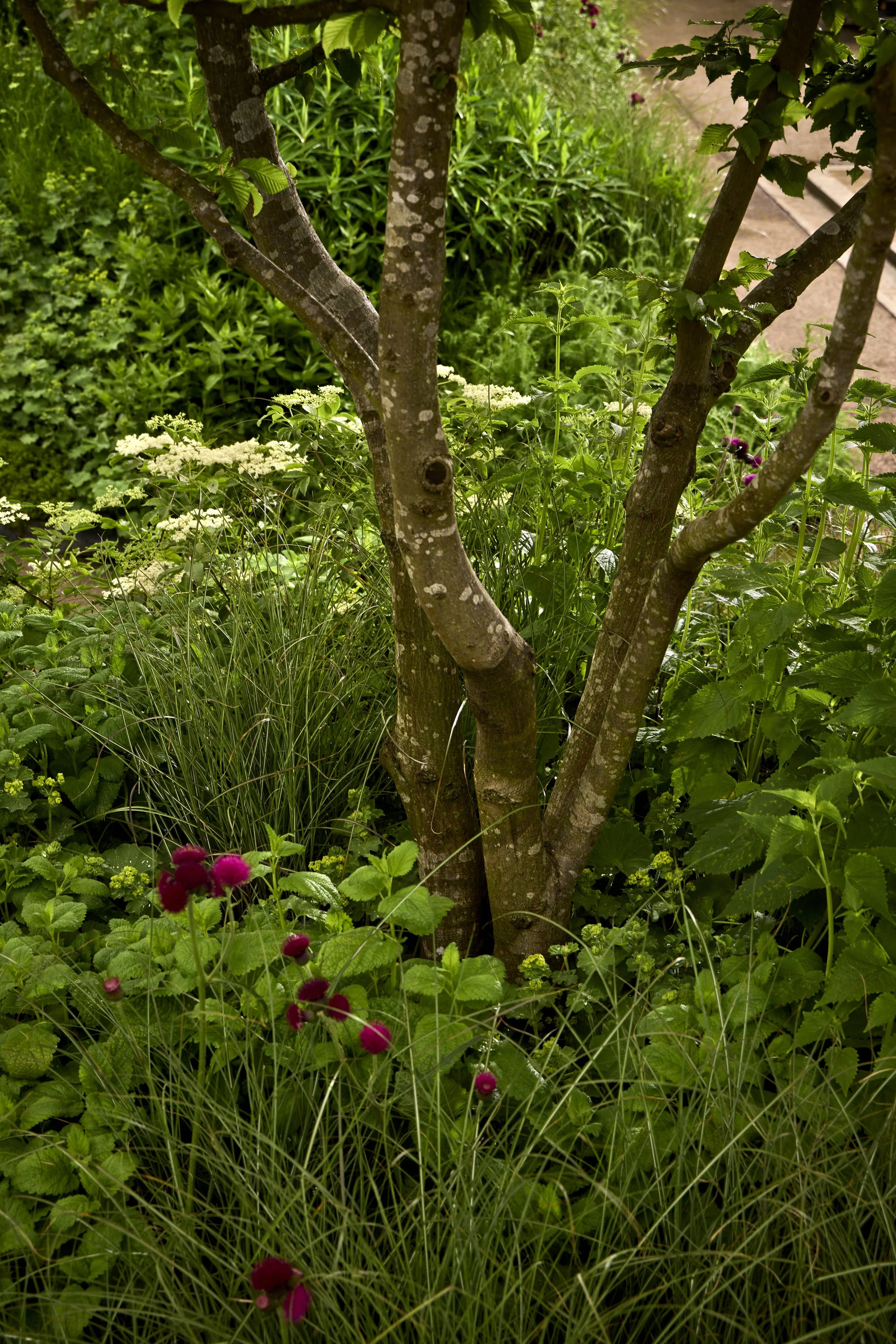 Monument-Feature-Garden-_T2_6084.jpg