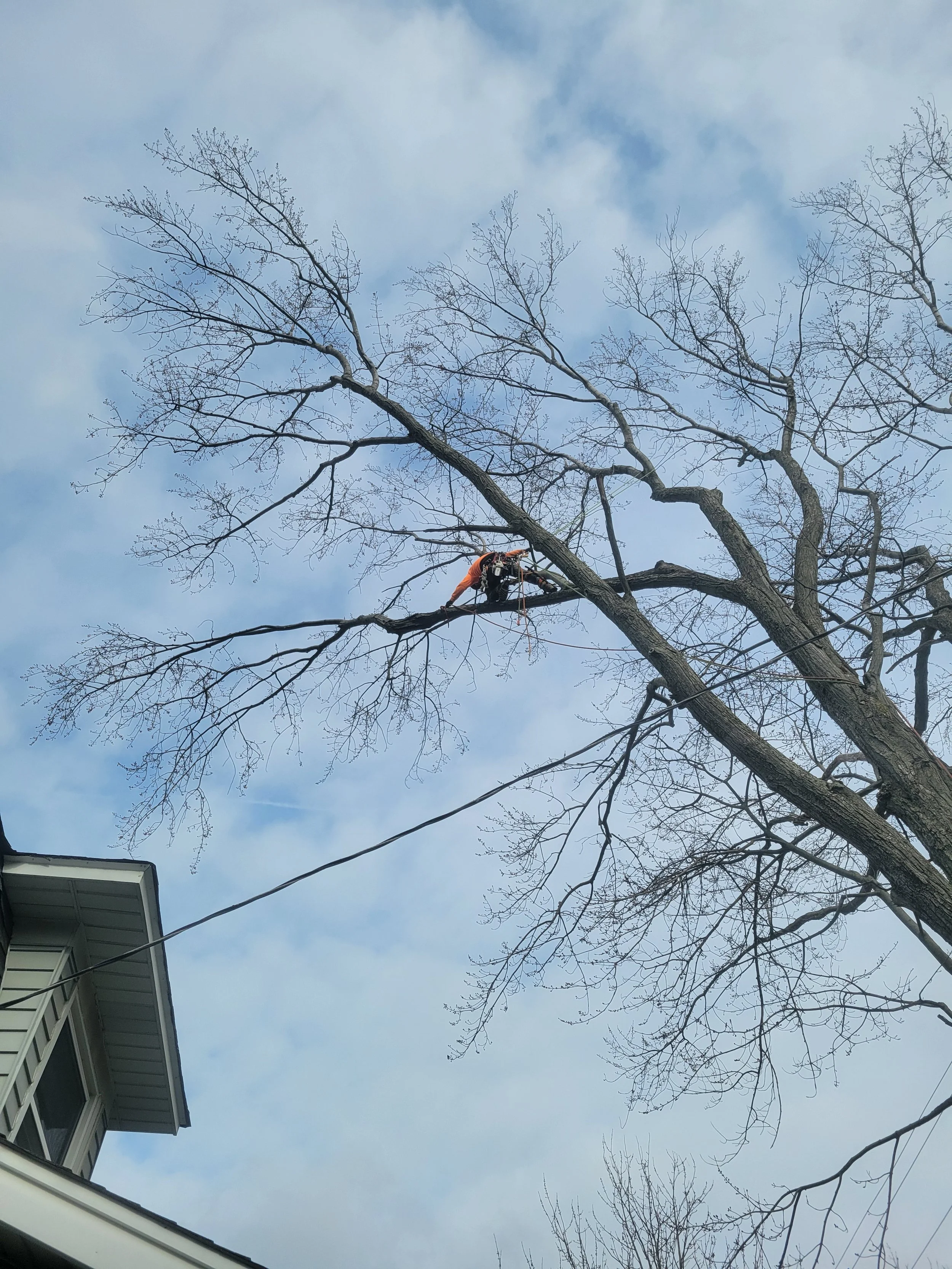 Tree removal in Painesville, Ohio