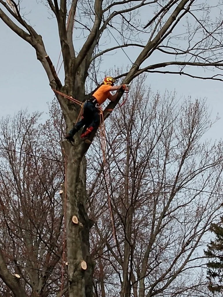 cmctreeservice.com