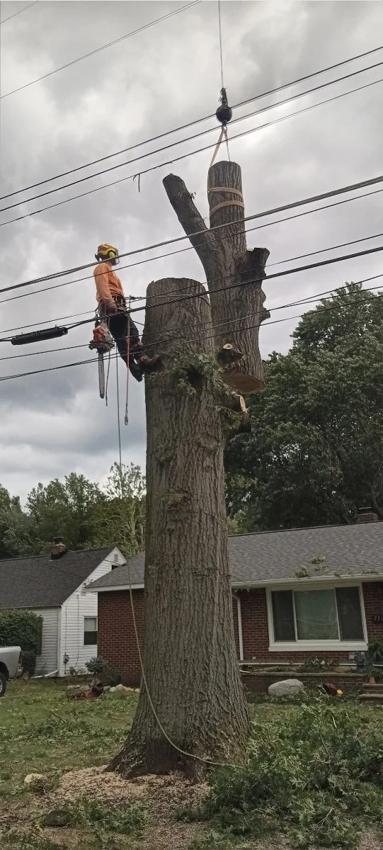 Tree removal using crane in Painesville, Ohio