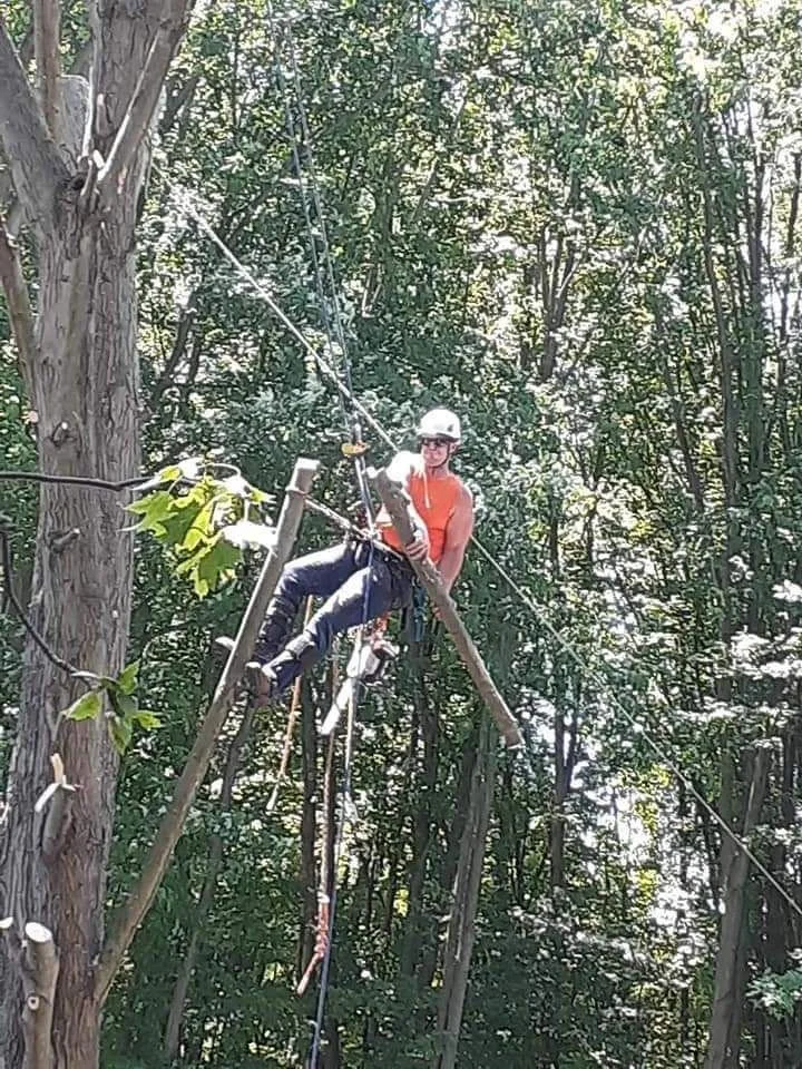 Tree removal in Concord, Ohio