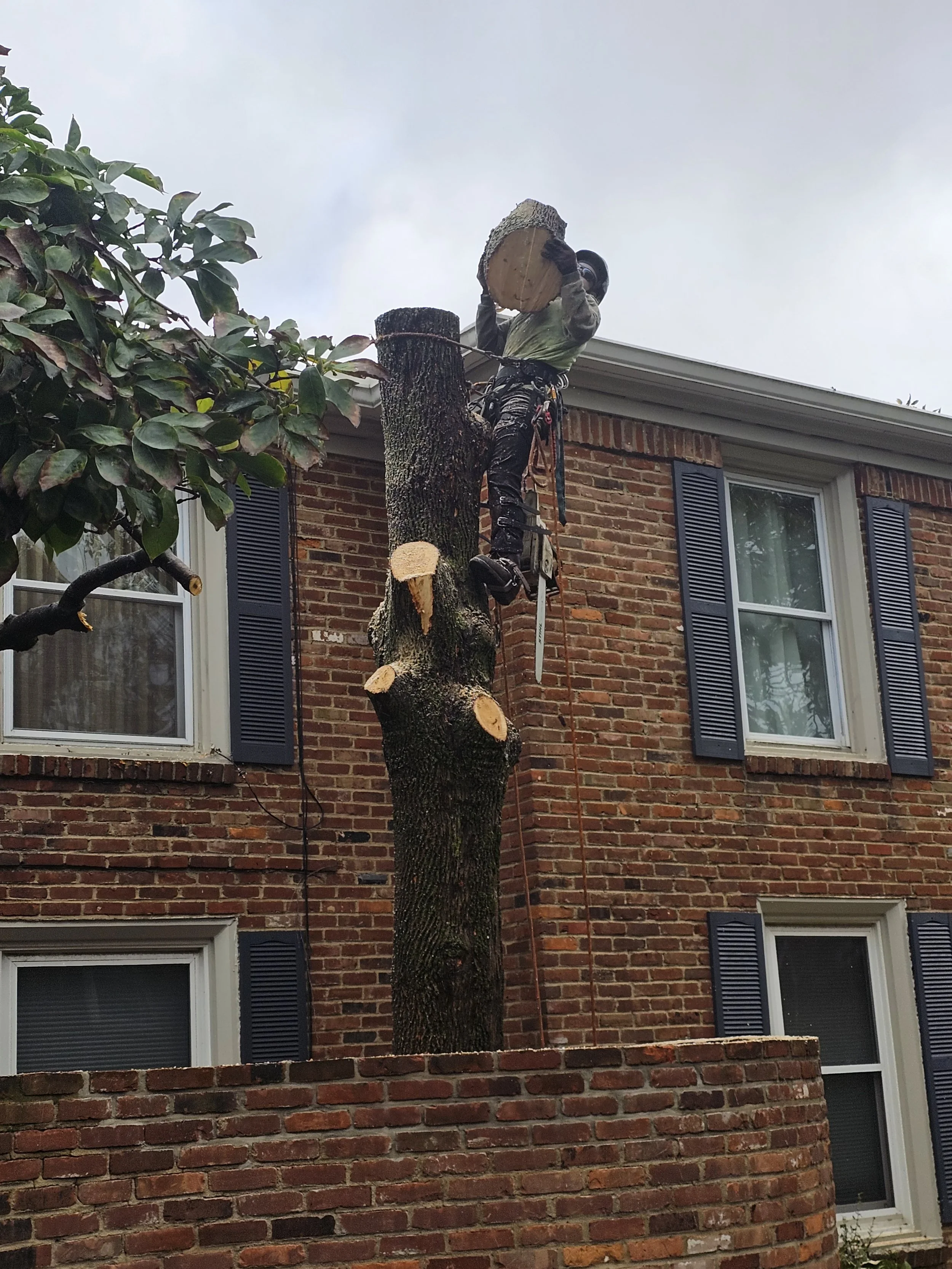 Tree removal in Mayfield, Ohio