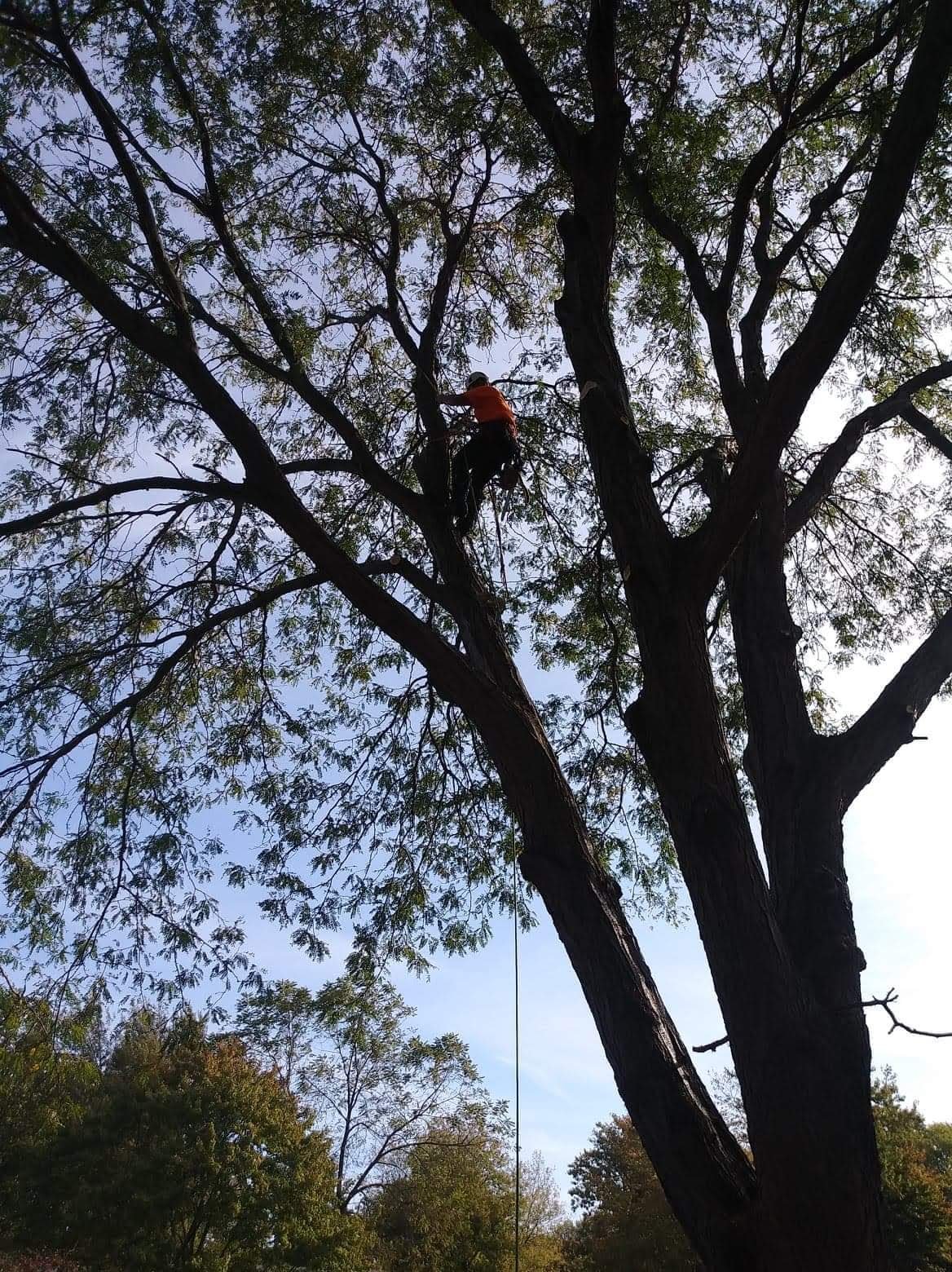 Tree trimming in Mentor, Ohio
