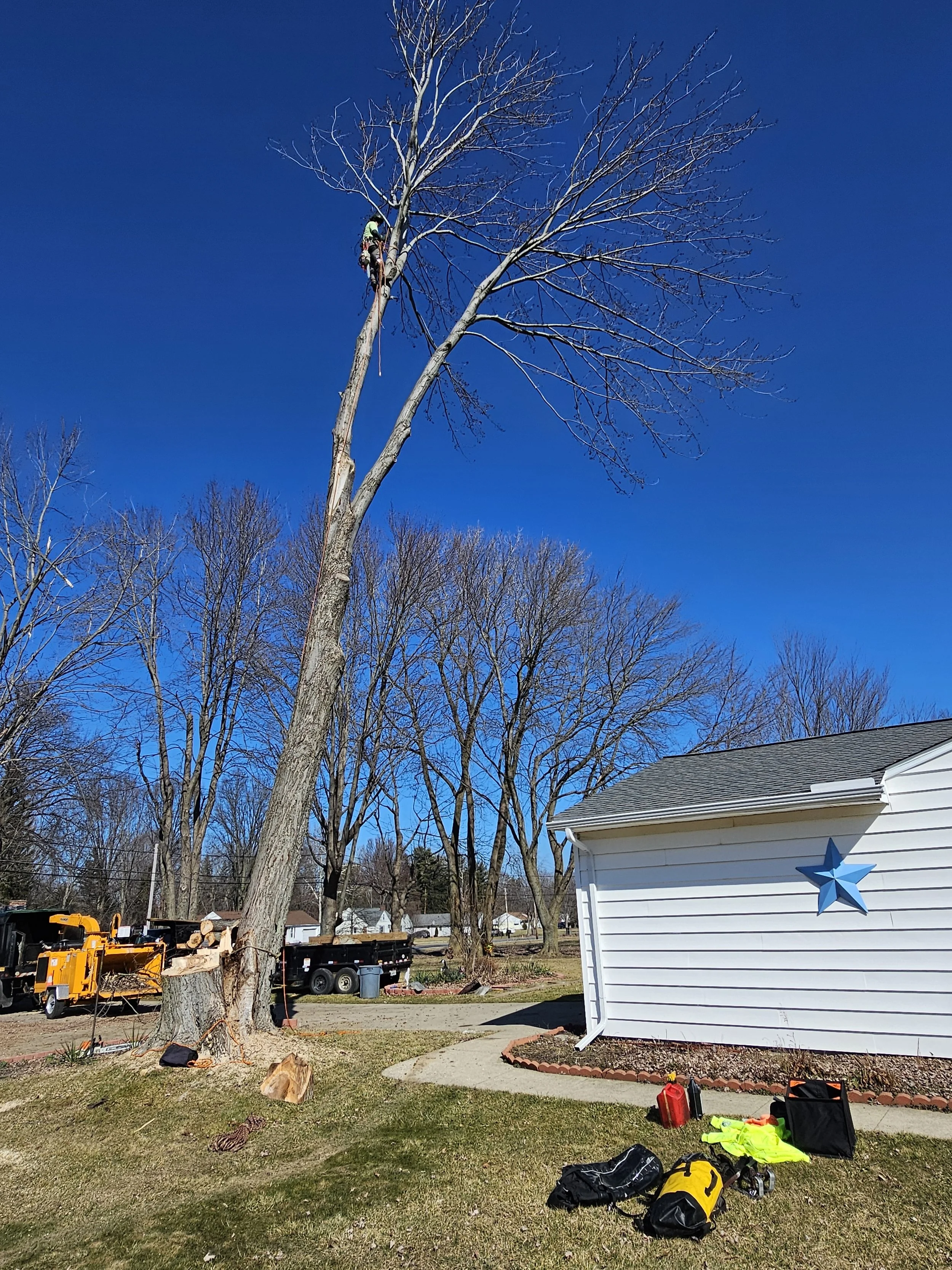 Tree removal in Mentor, Ohio
