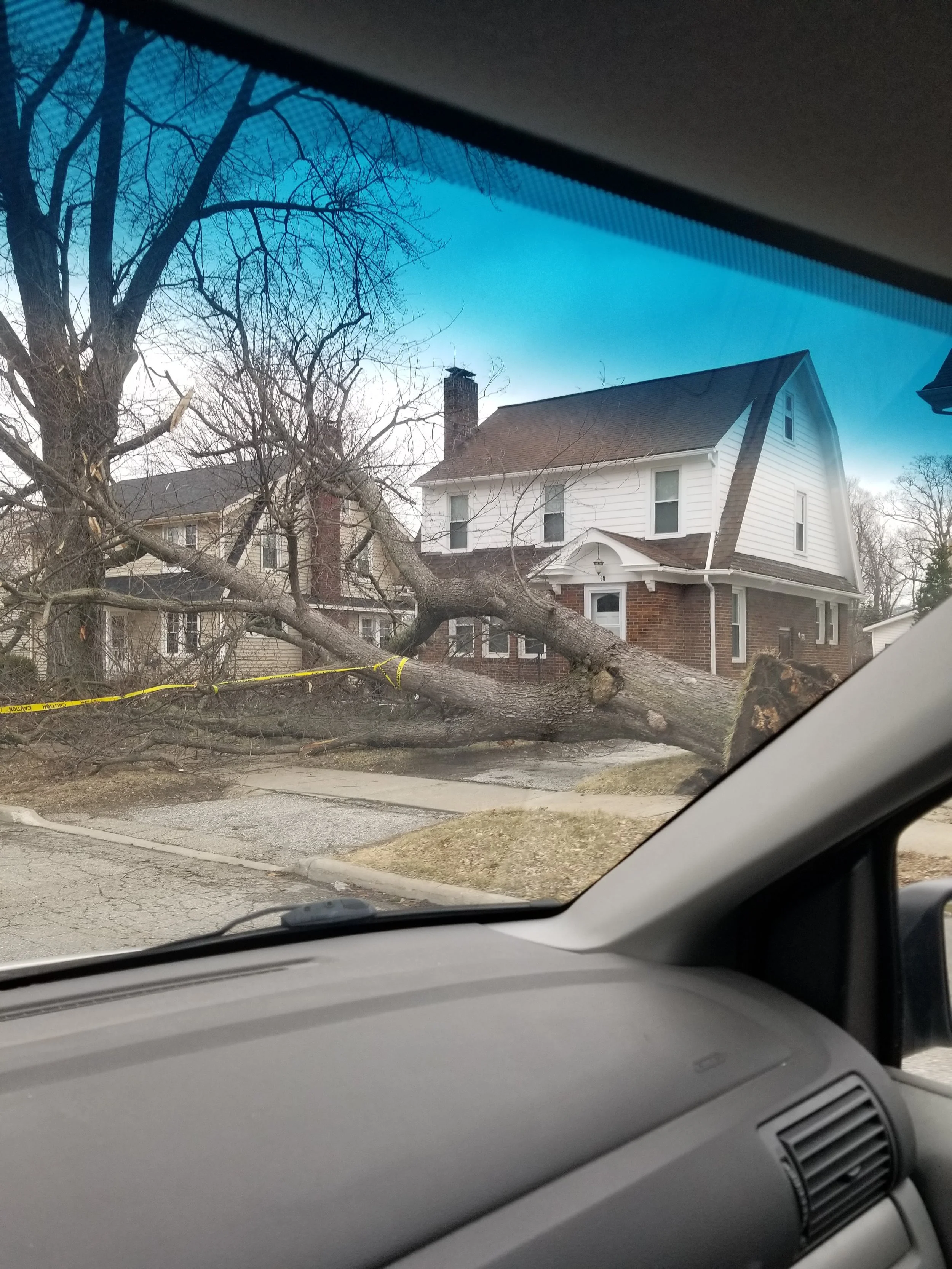 Storm damaged tree in Painesville, Ohio