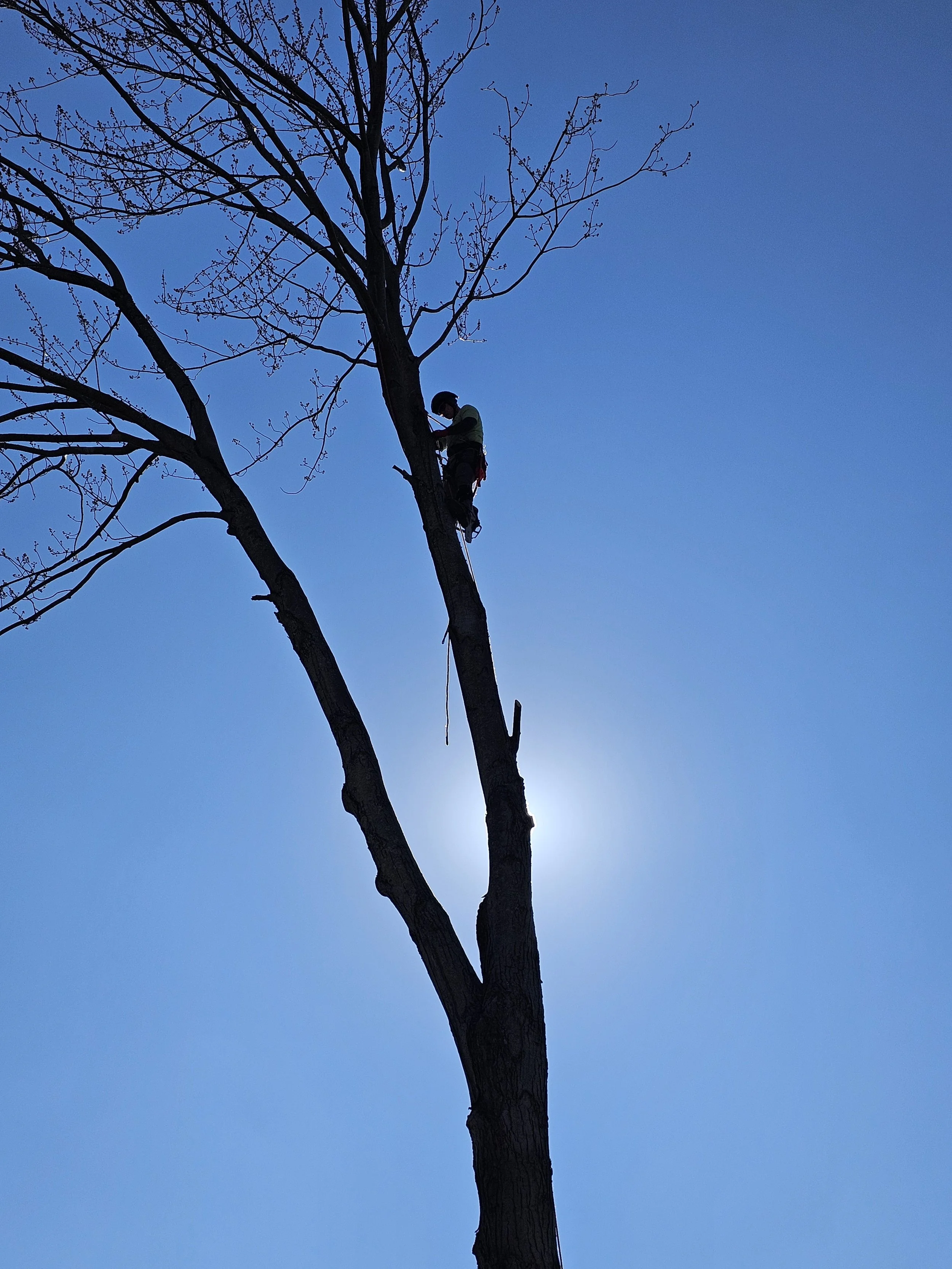 Tree removal in Mentor, Ohio