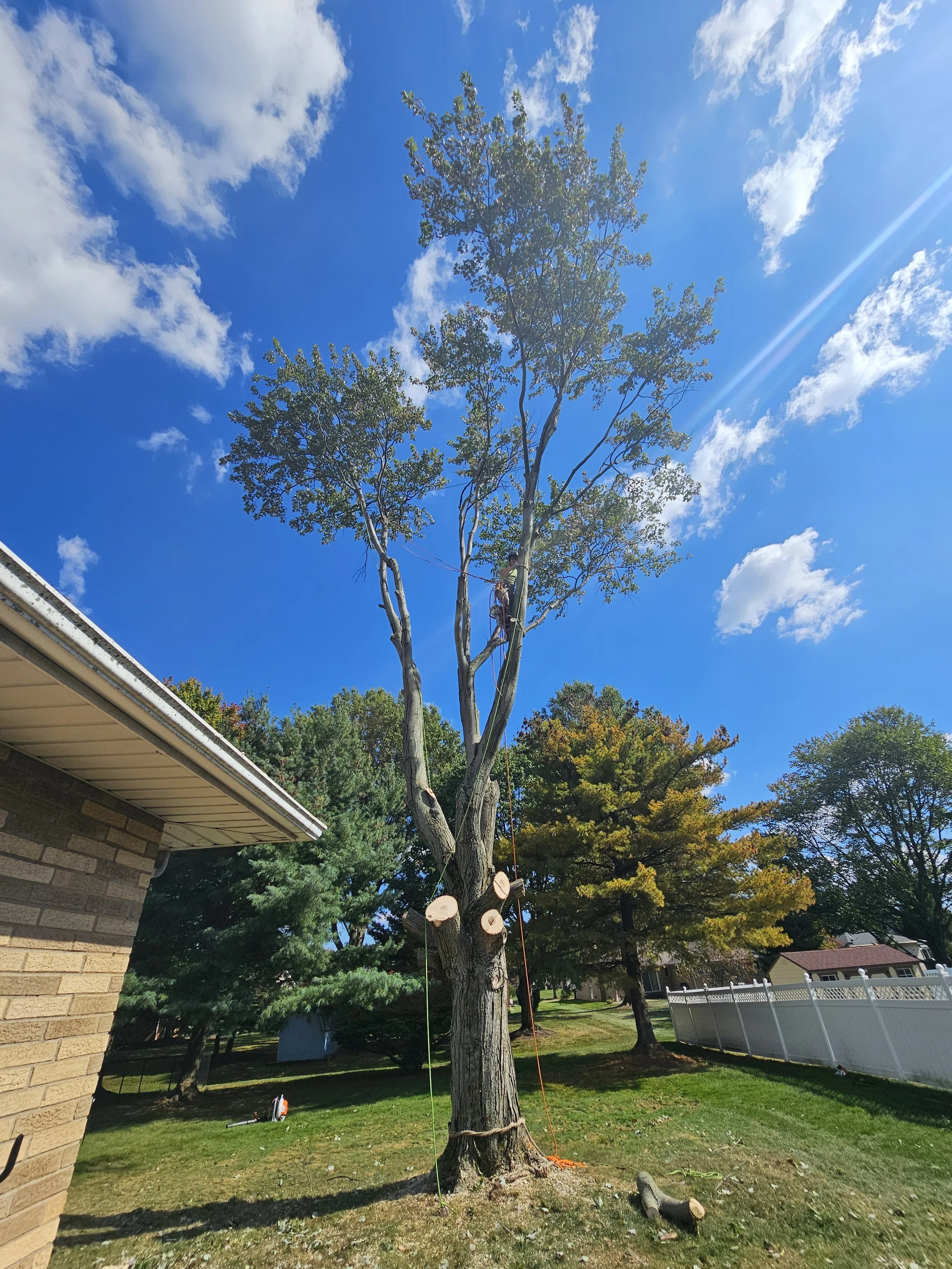 Tree removal in Mayfield, Ohio