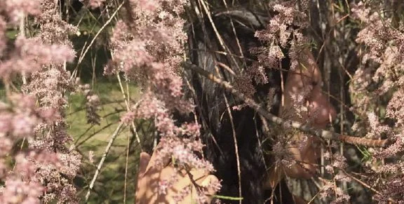 Close up photo of clusters of small pink flowers and stalks hanging in front of a tree trunk in a grassy area