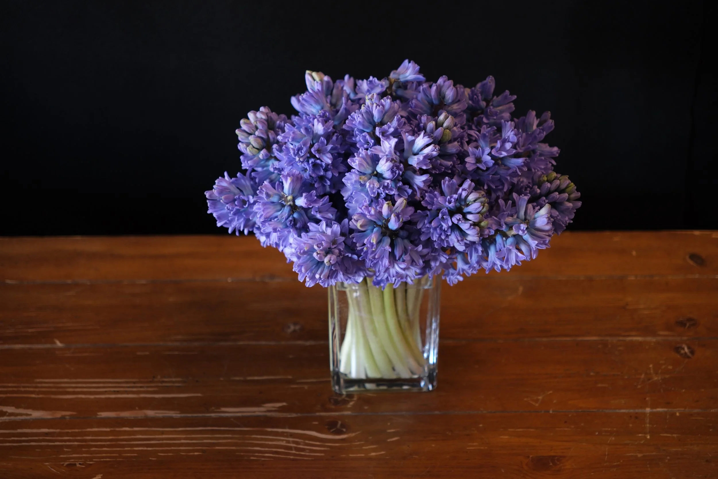blue hyacinth