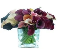 Mini_Multi_Calla-Mix-220x190.JPG