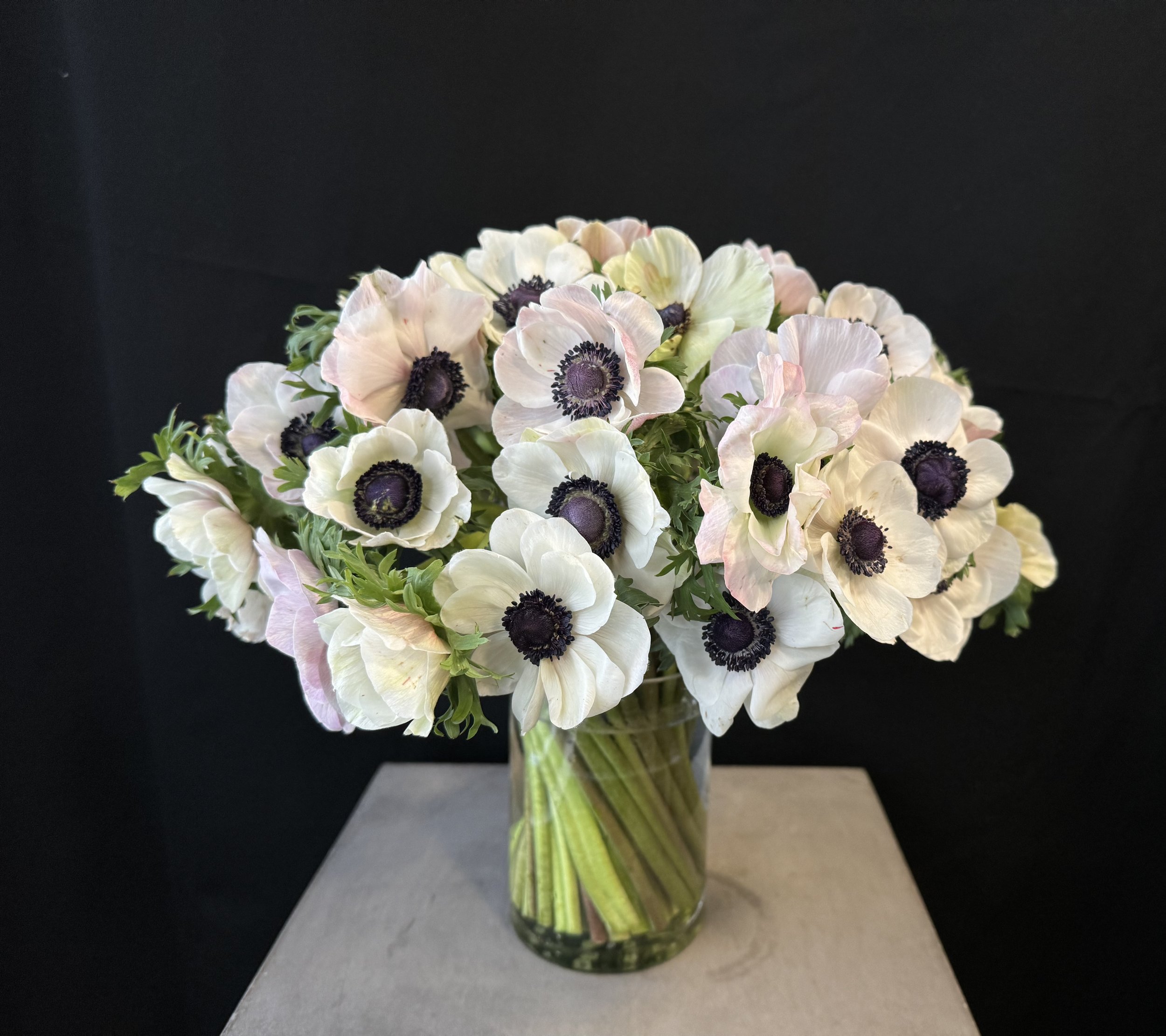 white panda anemones with a tinge of blush