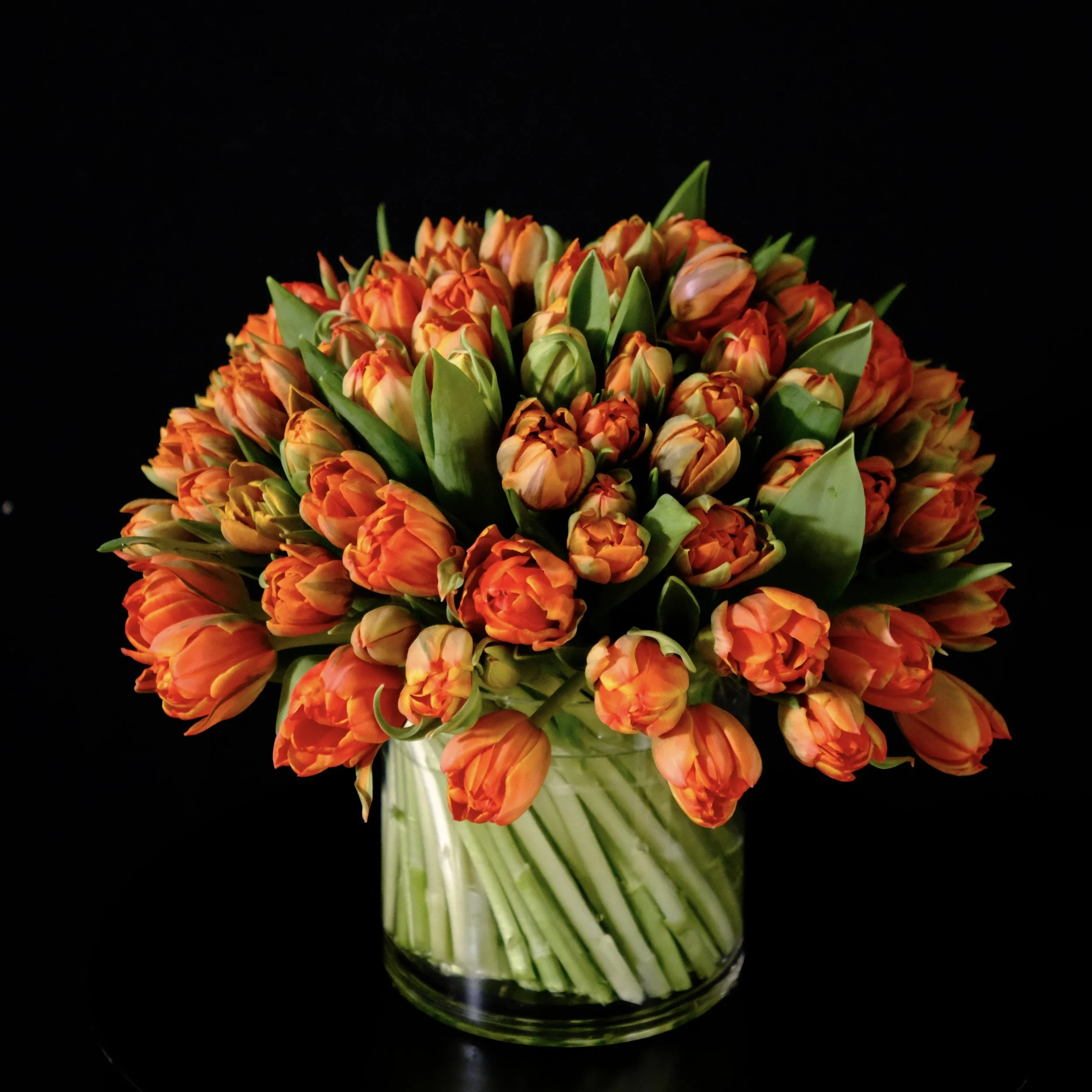 orange tulips