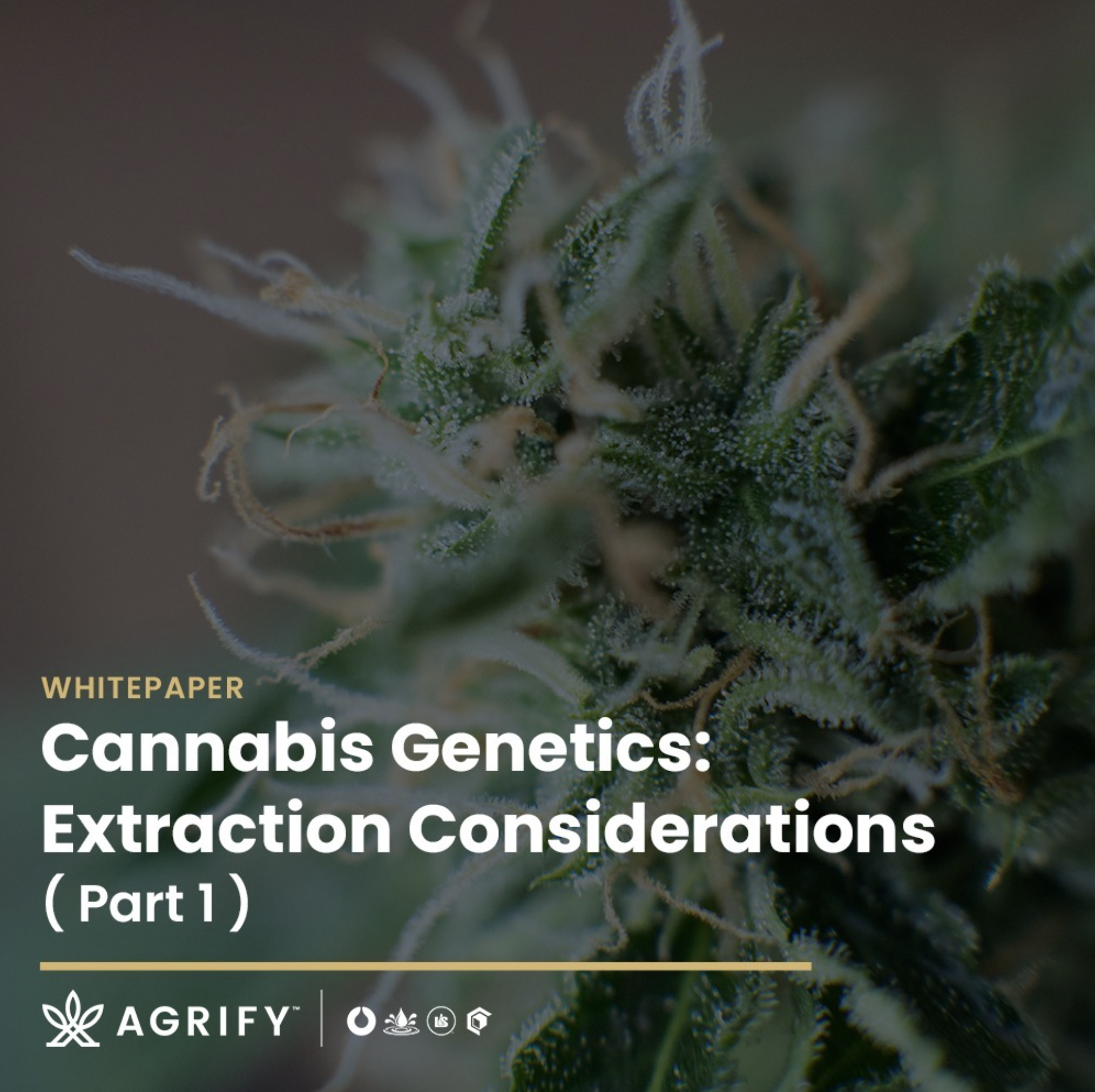 Screen Shot 2024-10-22 at 10.35.47 AM.png