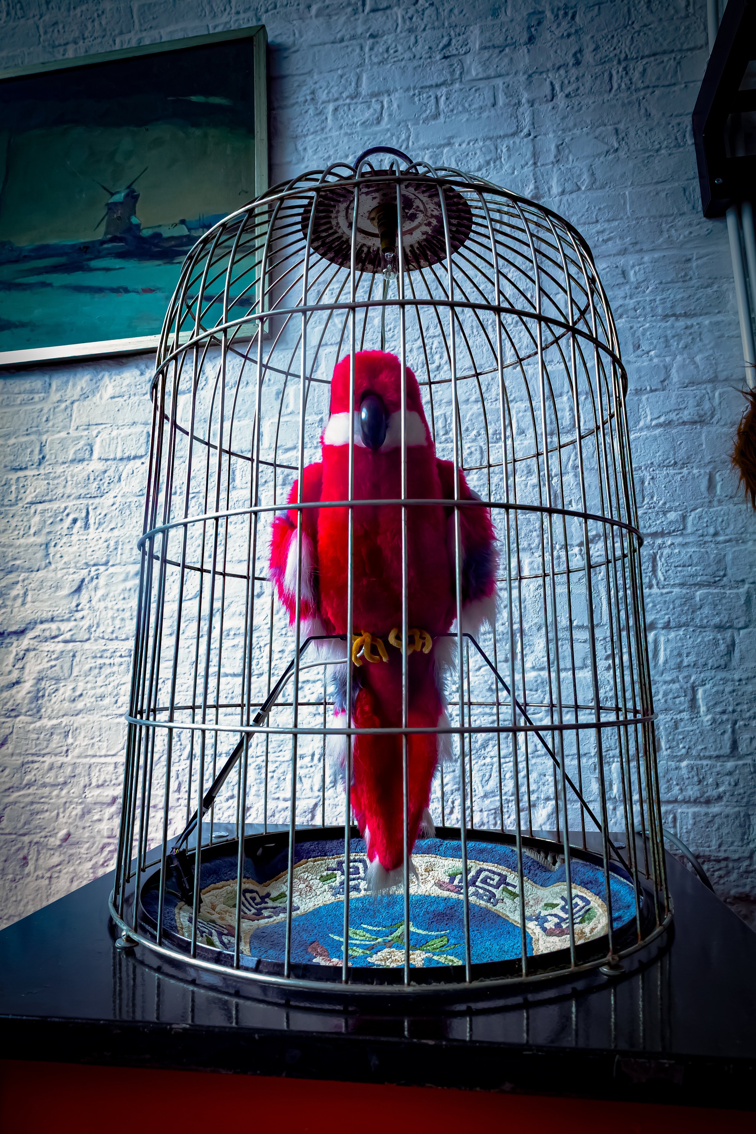 Knuffelparrot in een kooi met een doek op de bodem, zittend op een tafel naast een witte bakstenen muur en een kunstwerk aan de muur.
