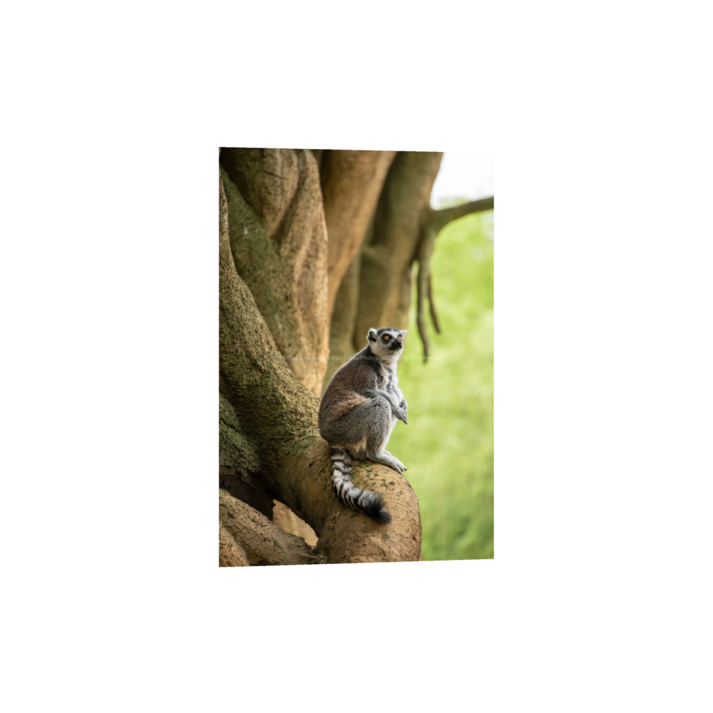 Ring-Tailed Lemur #2