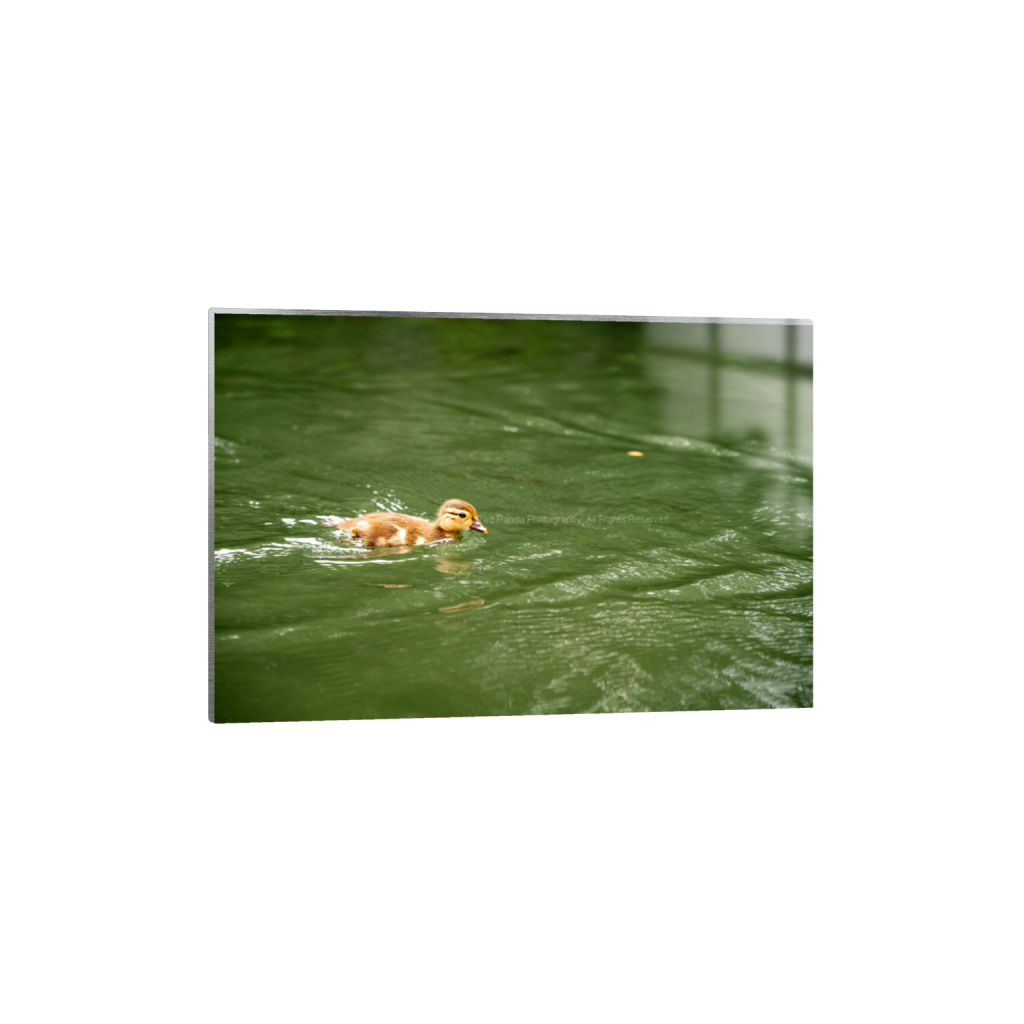 Pretty Fast Duckling