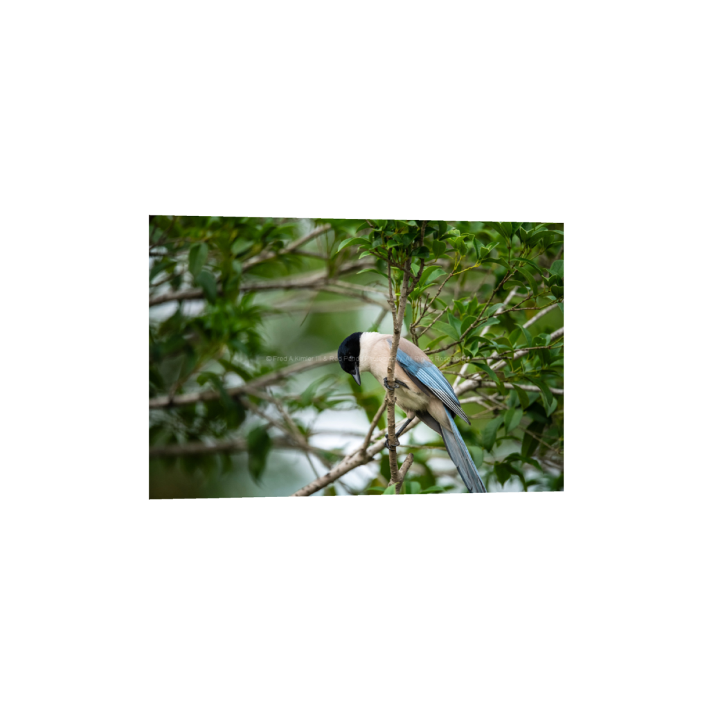 Azure-Winged Magpie #2